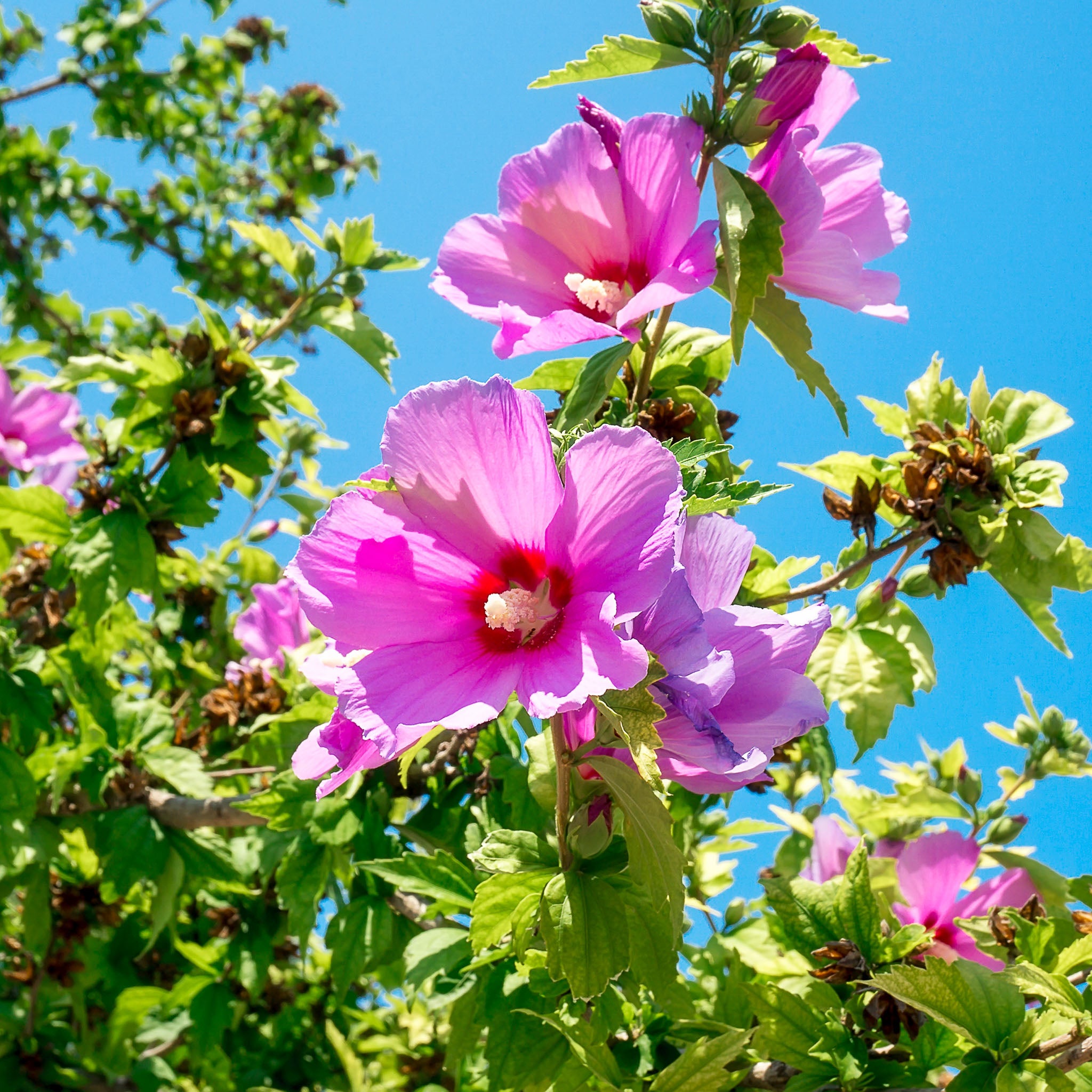 Hibiskus 'Woodbridge'