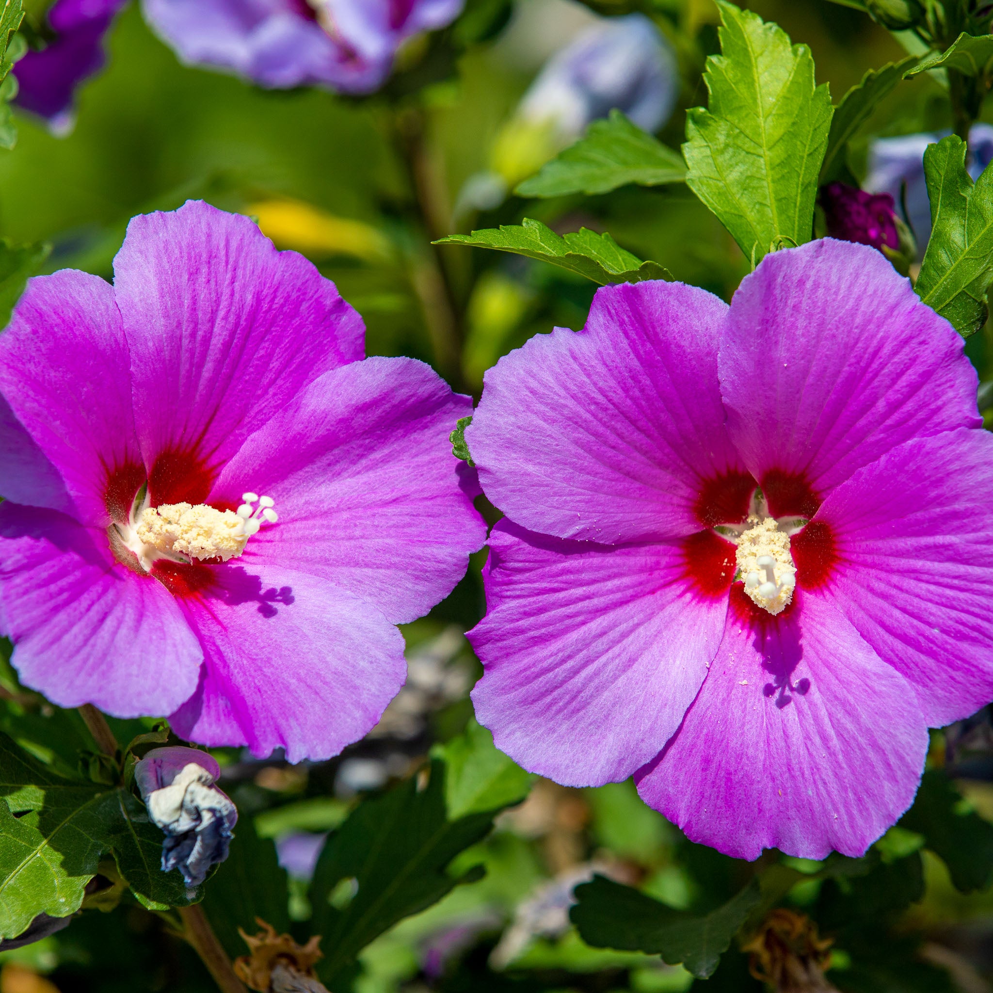 Hibiskus 'Woodbridge'