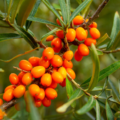Sanddorn 'Frugana'