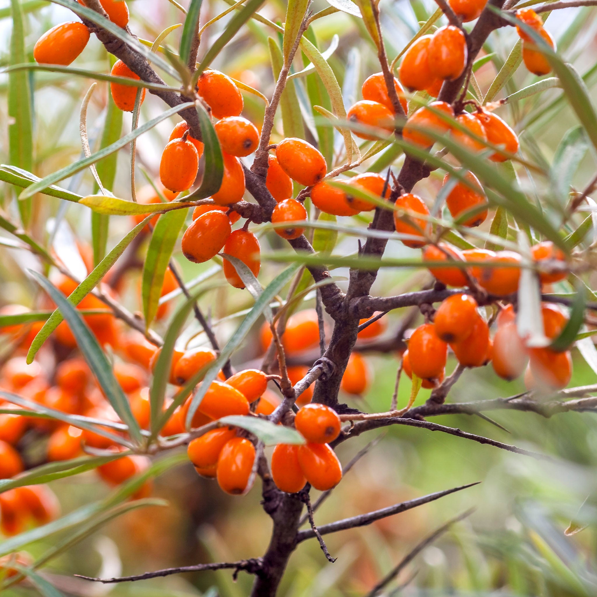 Sanddorn 'Frugana'