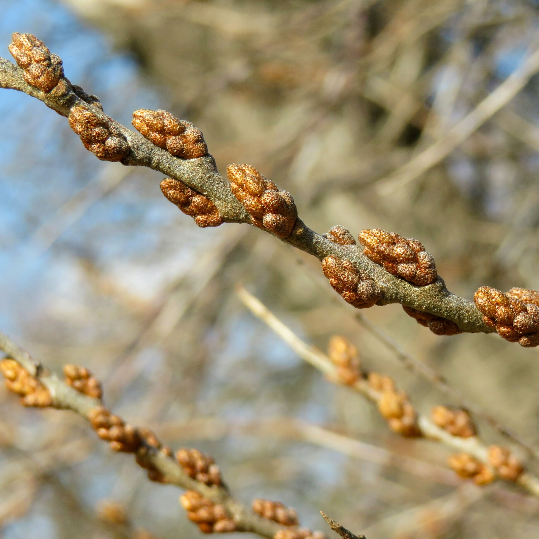 Sanddorn 'Frugana'