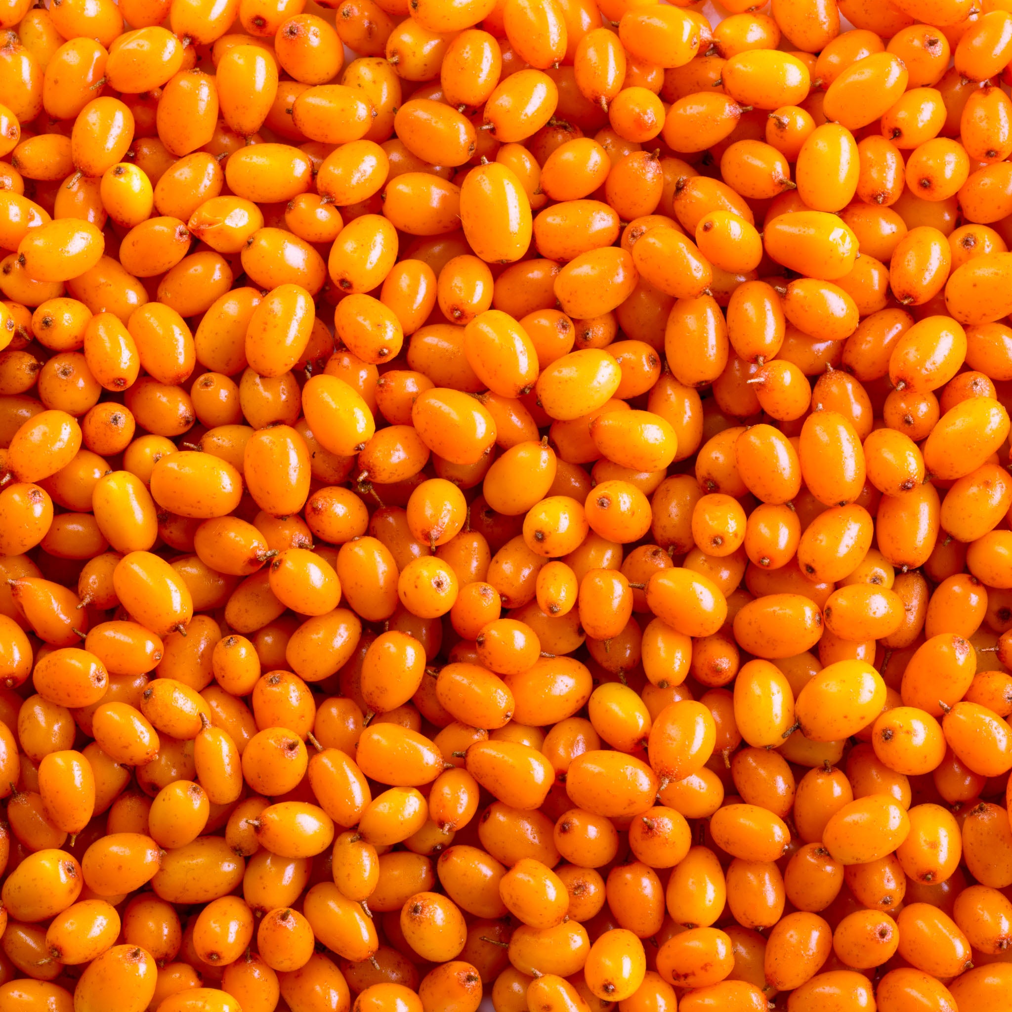 Sanddorn 'Orange Energy'