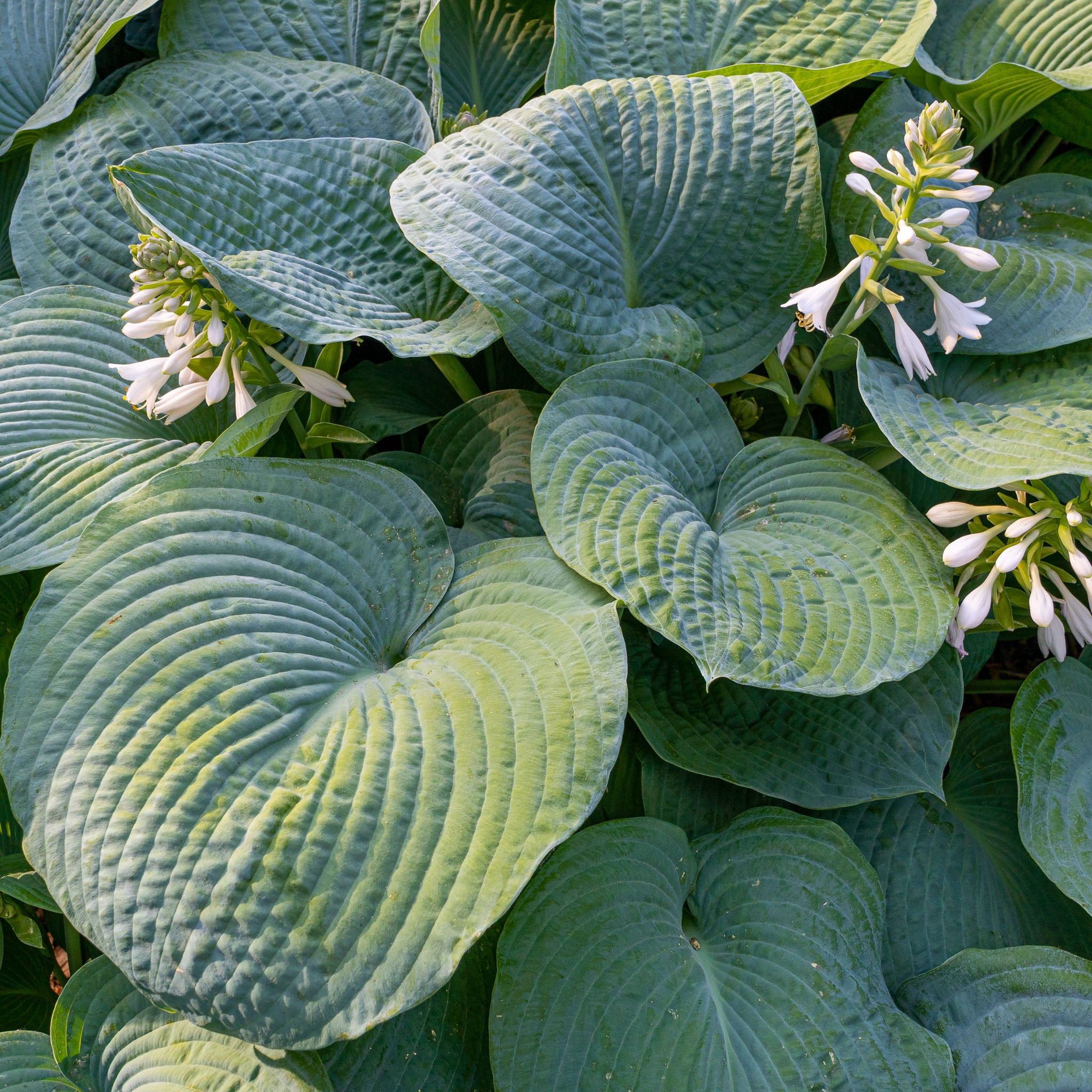 Hosta 'Elegans'