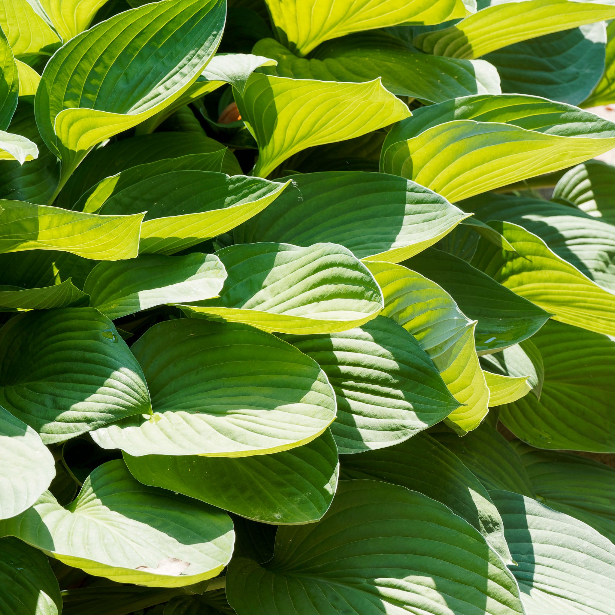 Hosta 'Elegans'