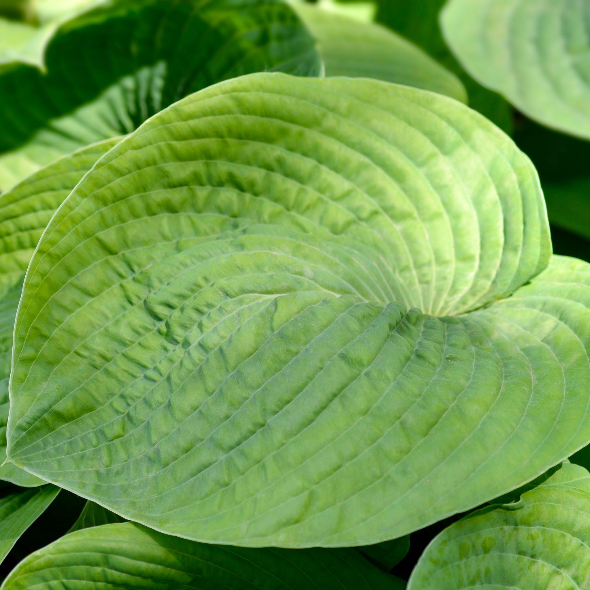 Hosta 'Elegans'