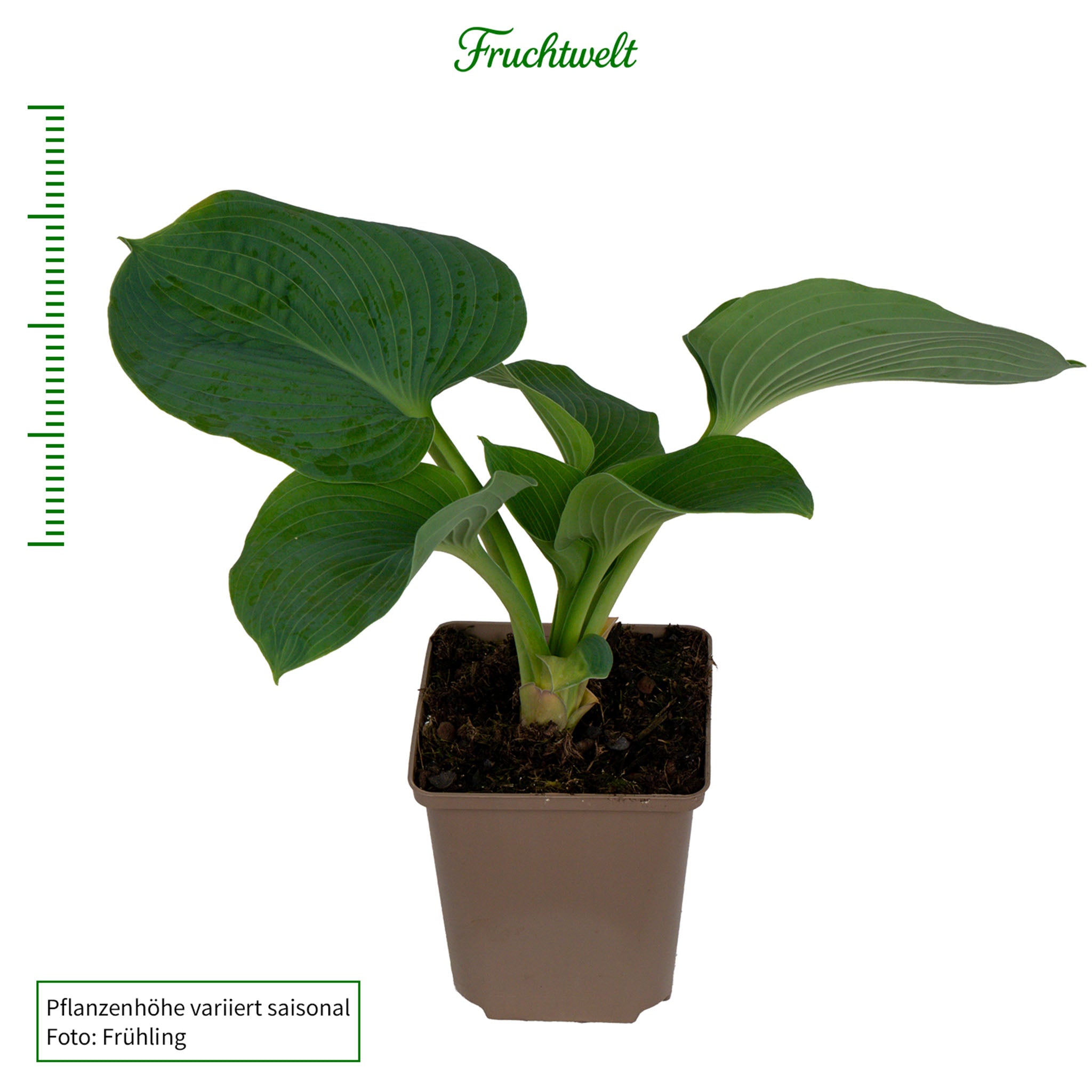 Hosta 'Elegans'