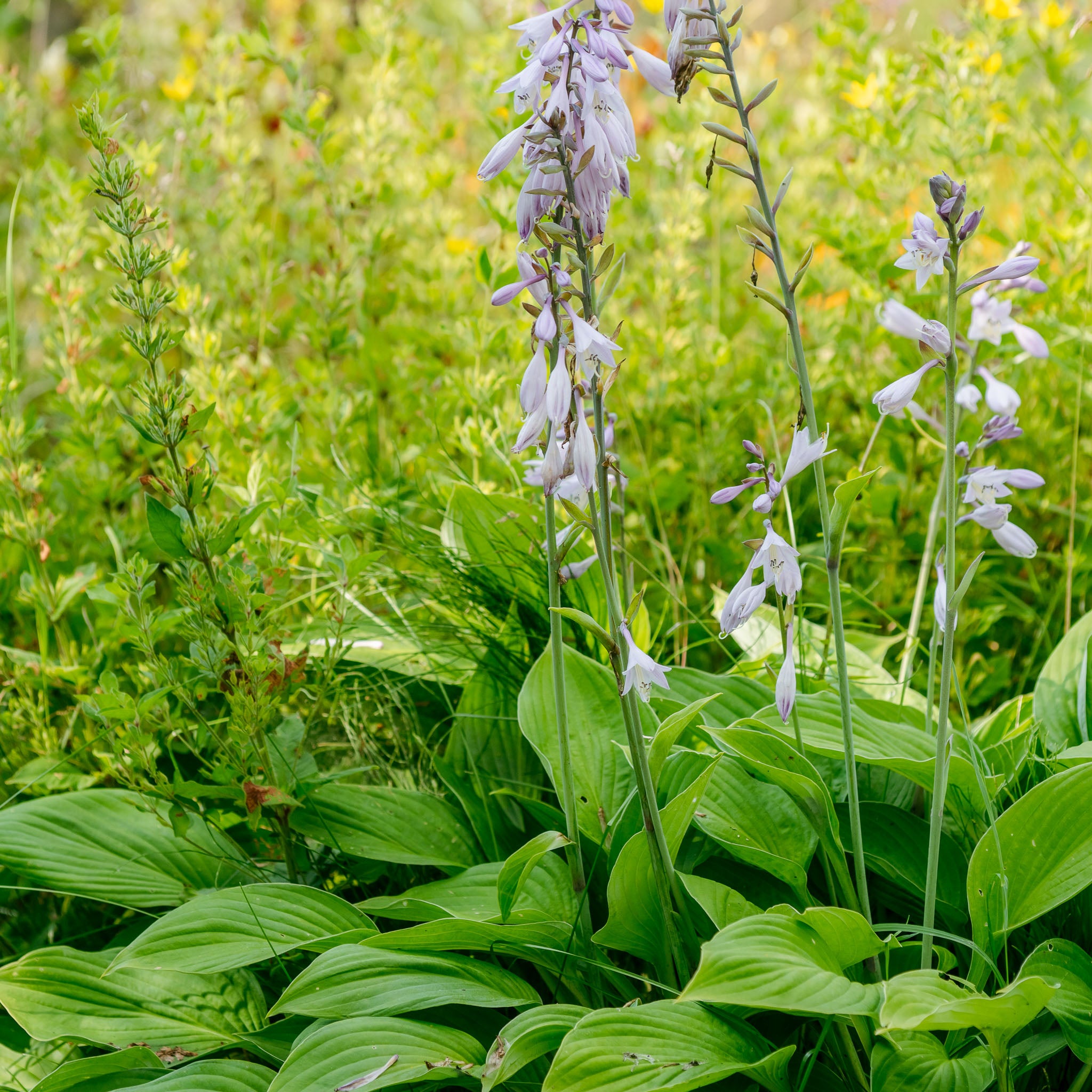 Hosta Glocken-Funkie