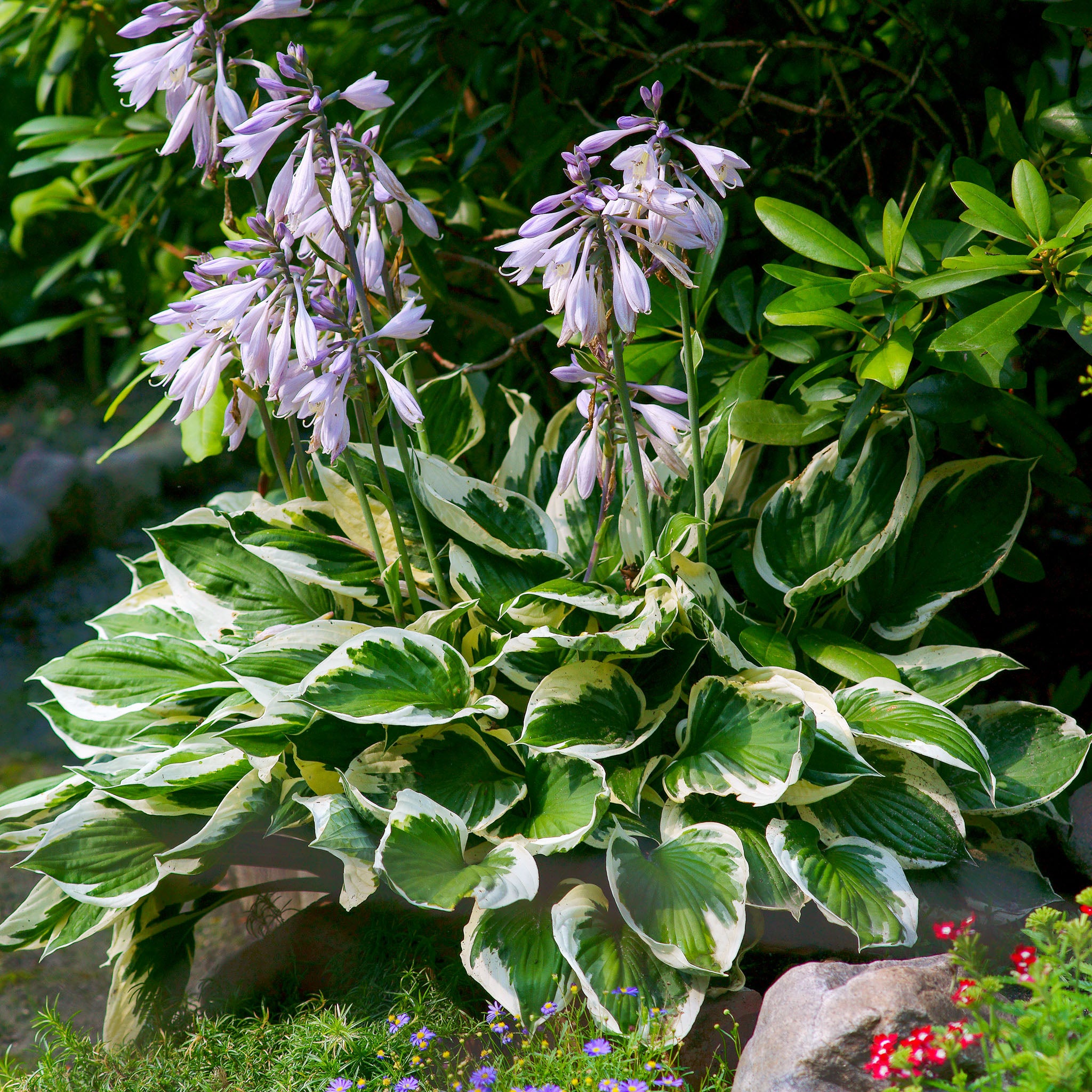 Hosta 'Patriot'