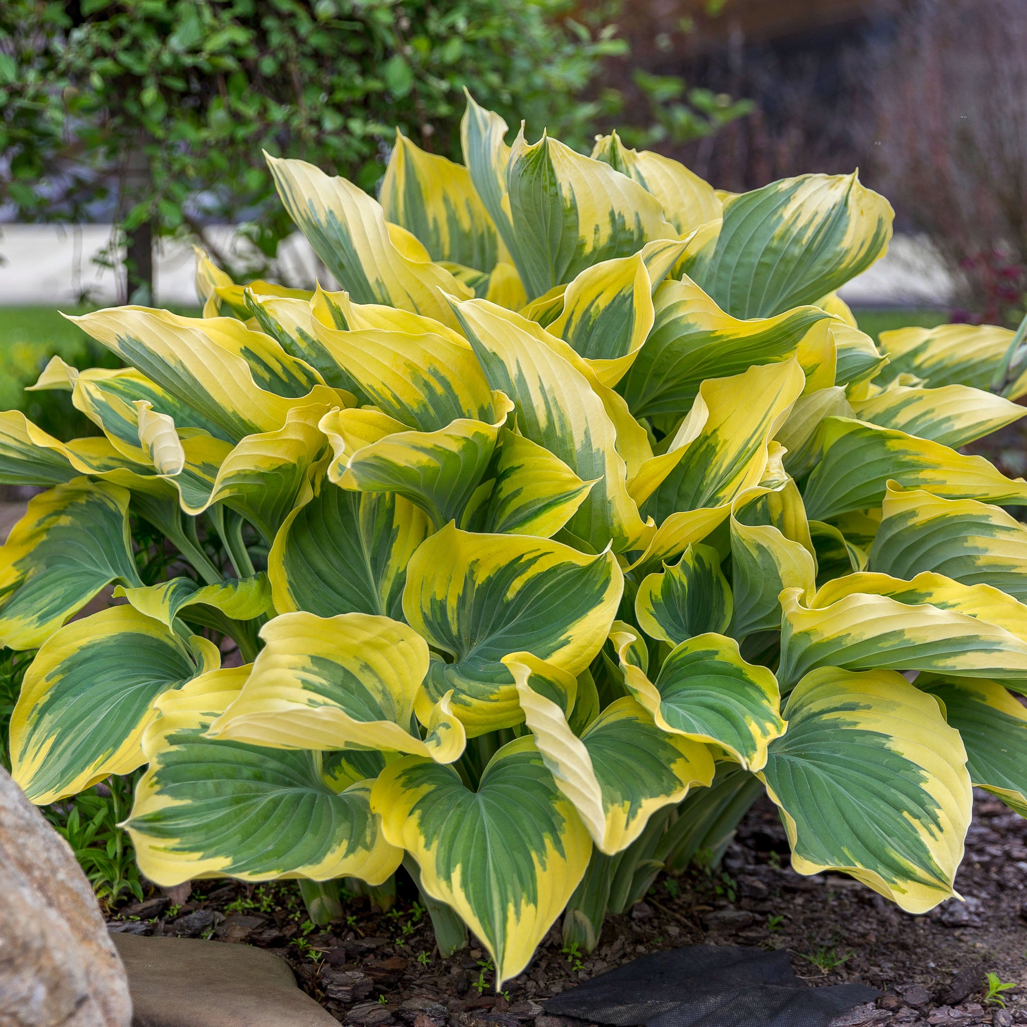 Hosta 'Sagae'
