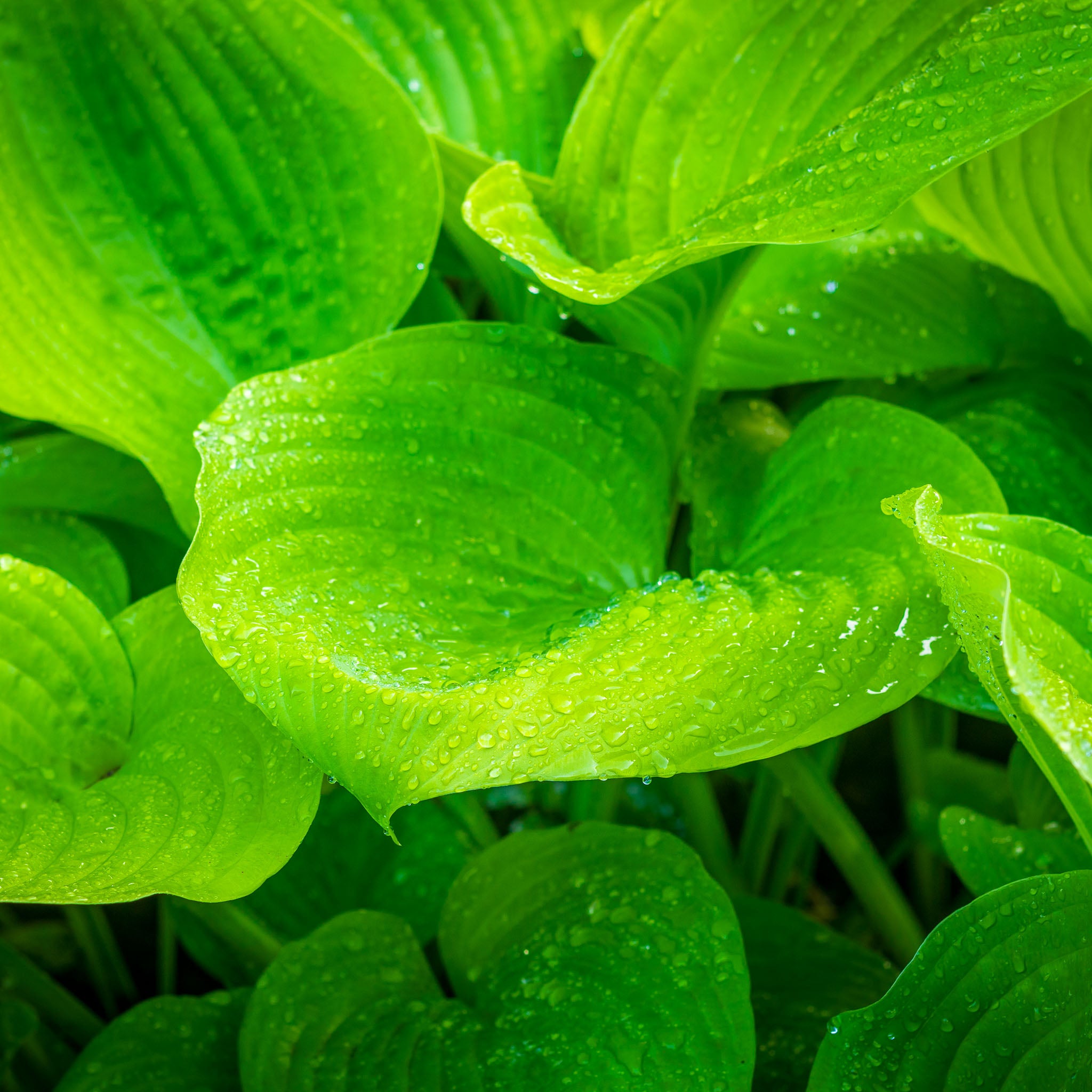 Hosta 'Sum and Substance'