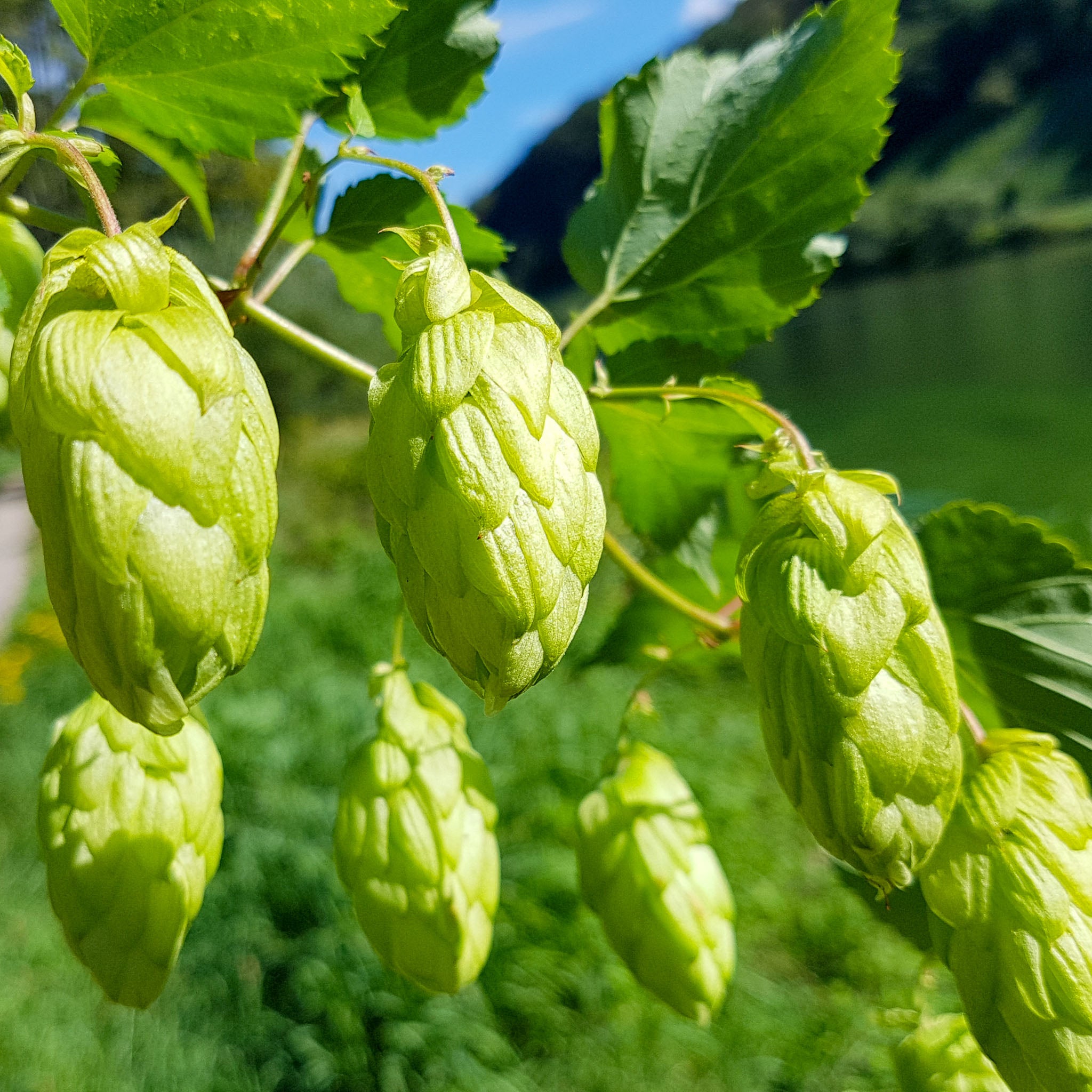 Aromahopfen 'Hallertauer Tradition'