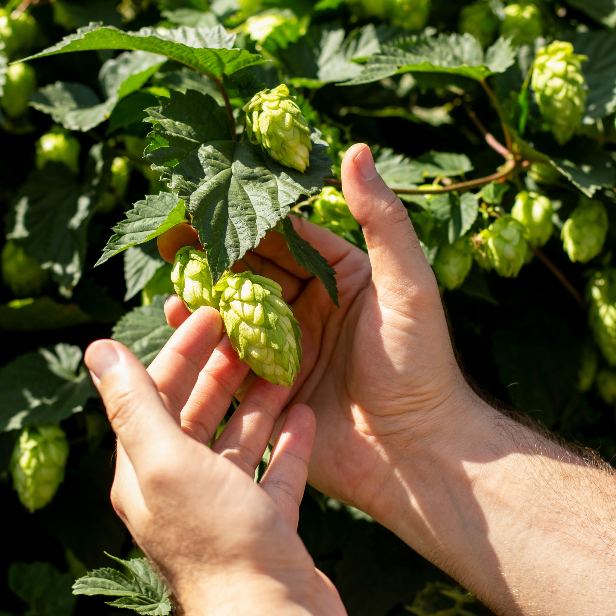 Aromahopfen 'Hallertauer Tradition'
