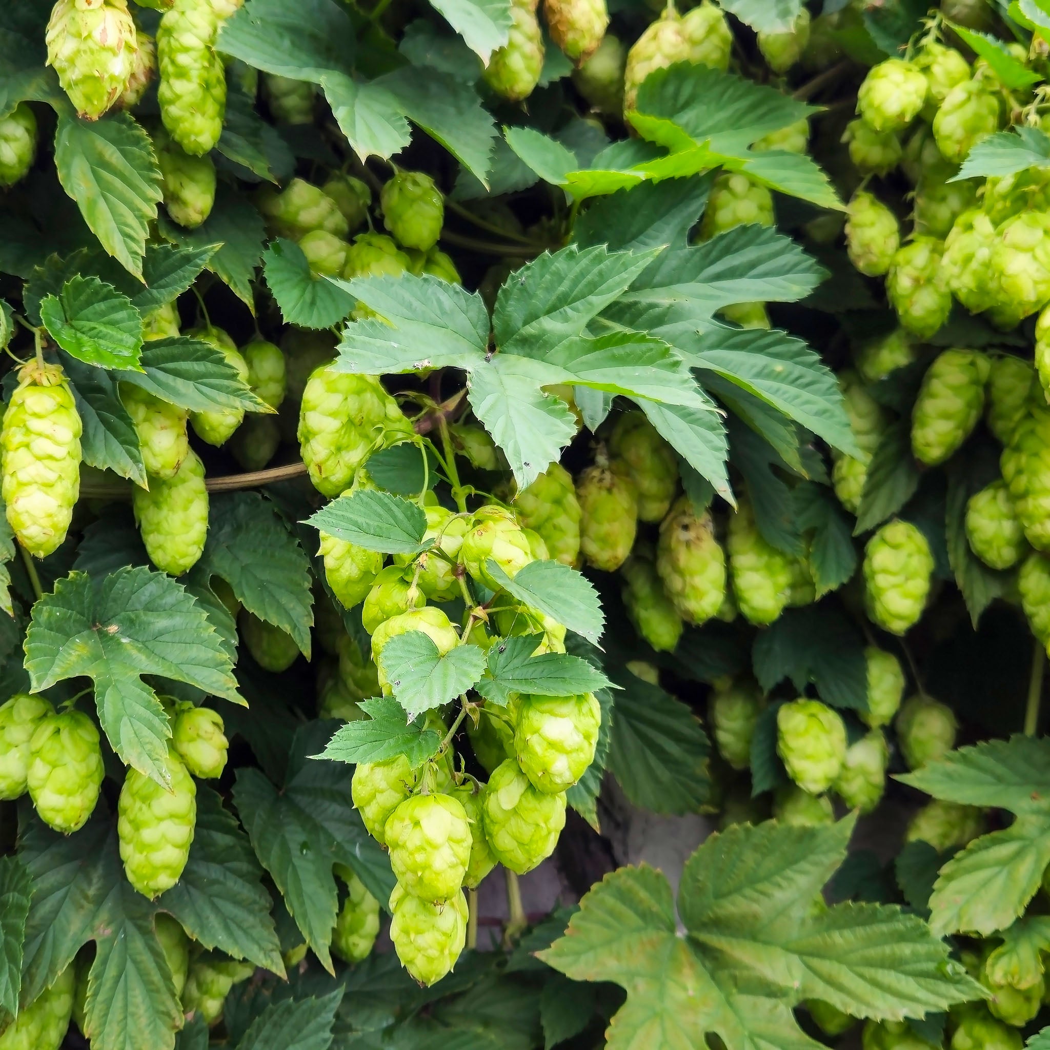 Aromahopfen 'Hallertauer Tradition'