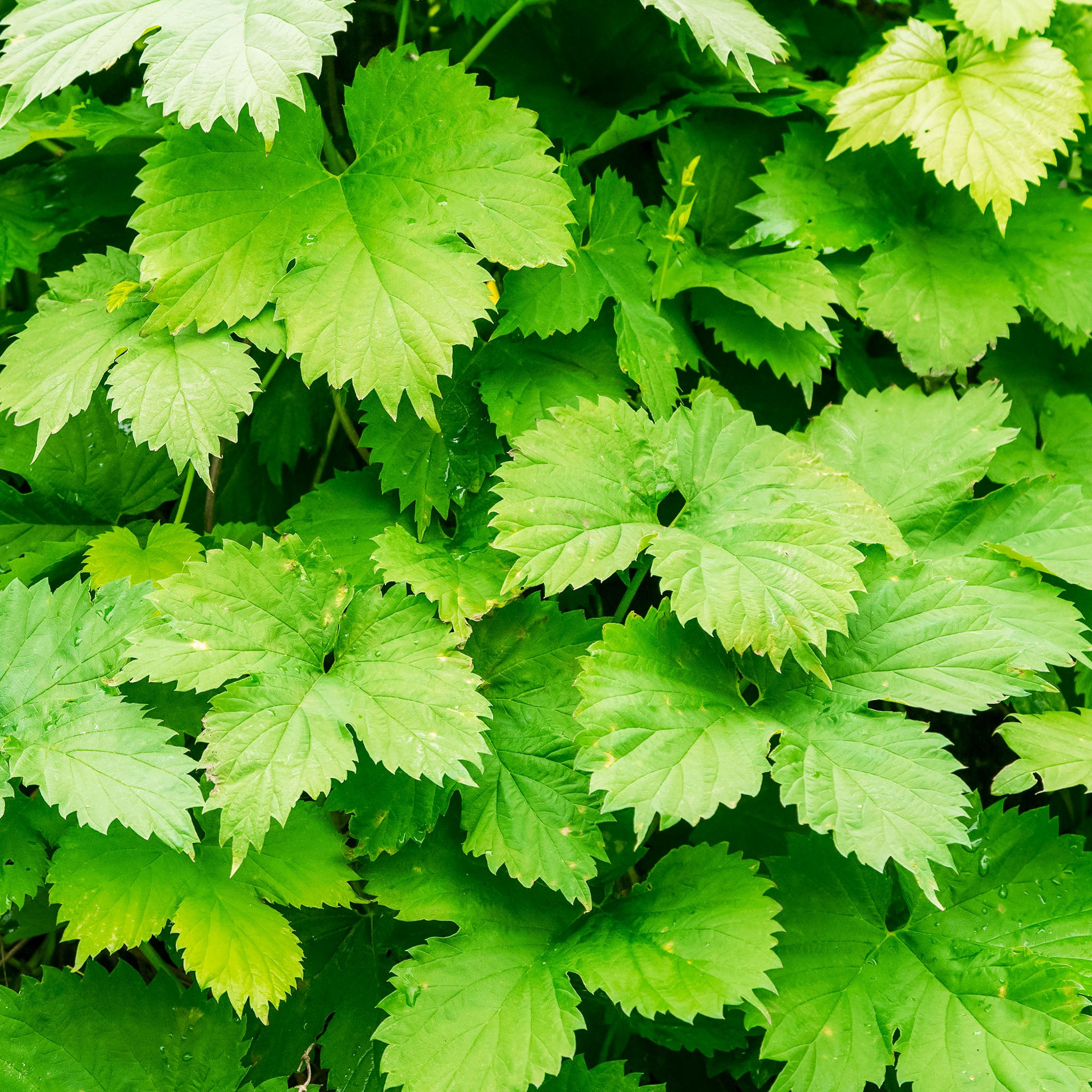 Aromahopfen 'Hallertauer Tradition'