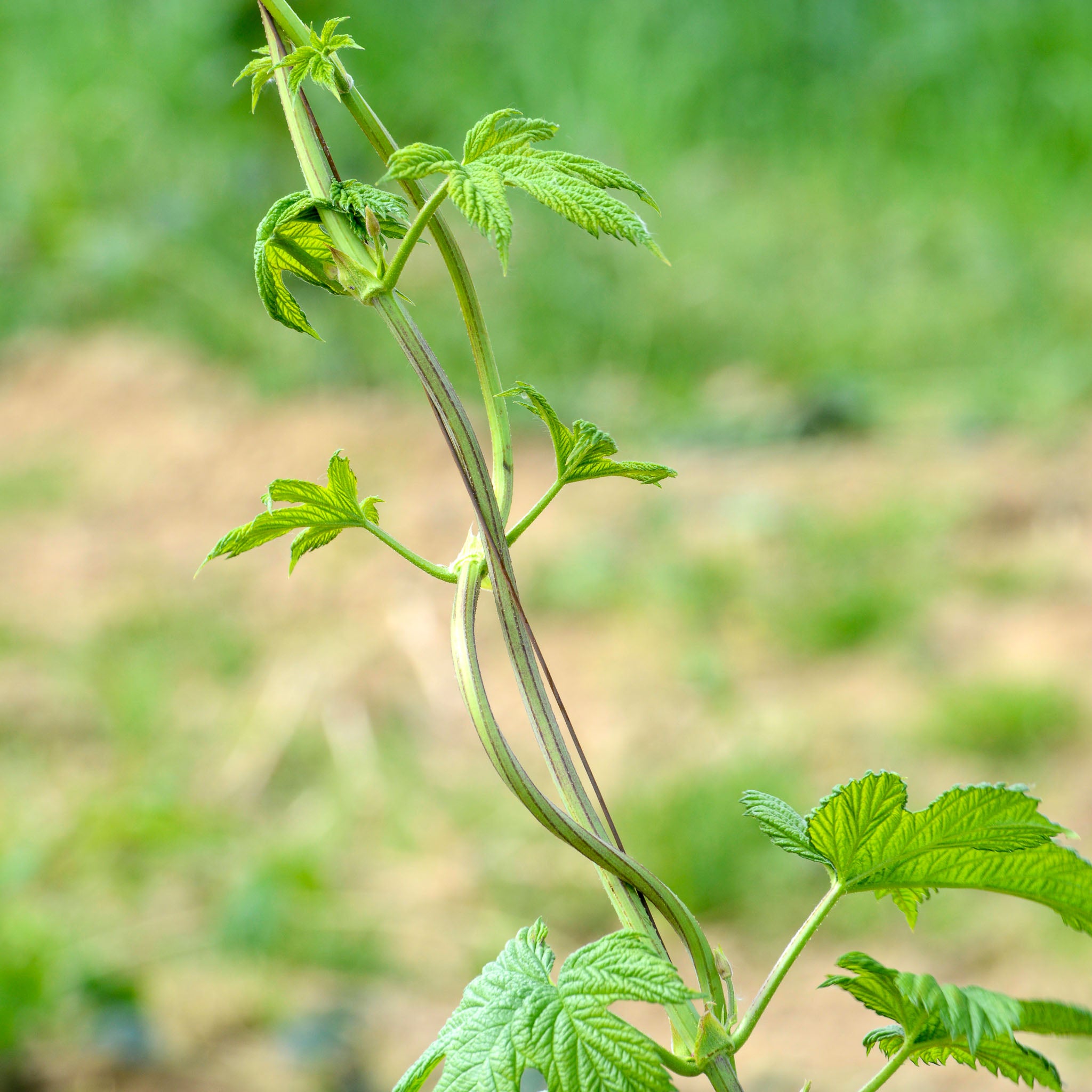 Aromahopfen 'Hallertauer Tradition'