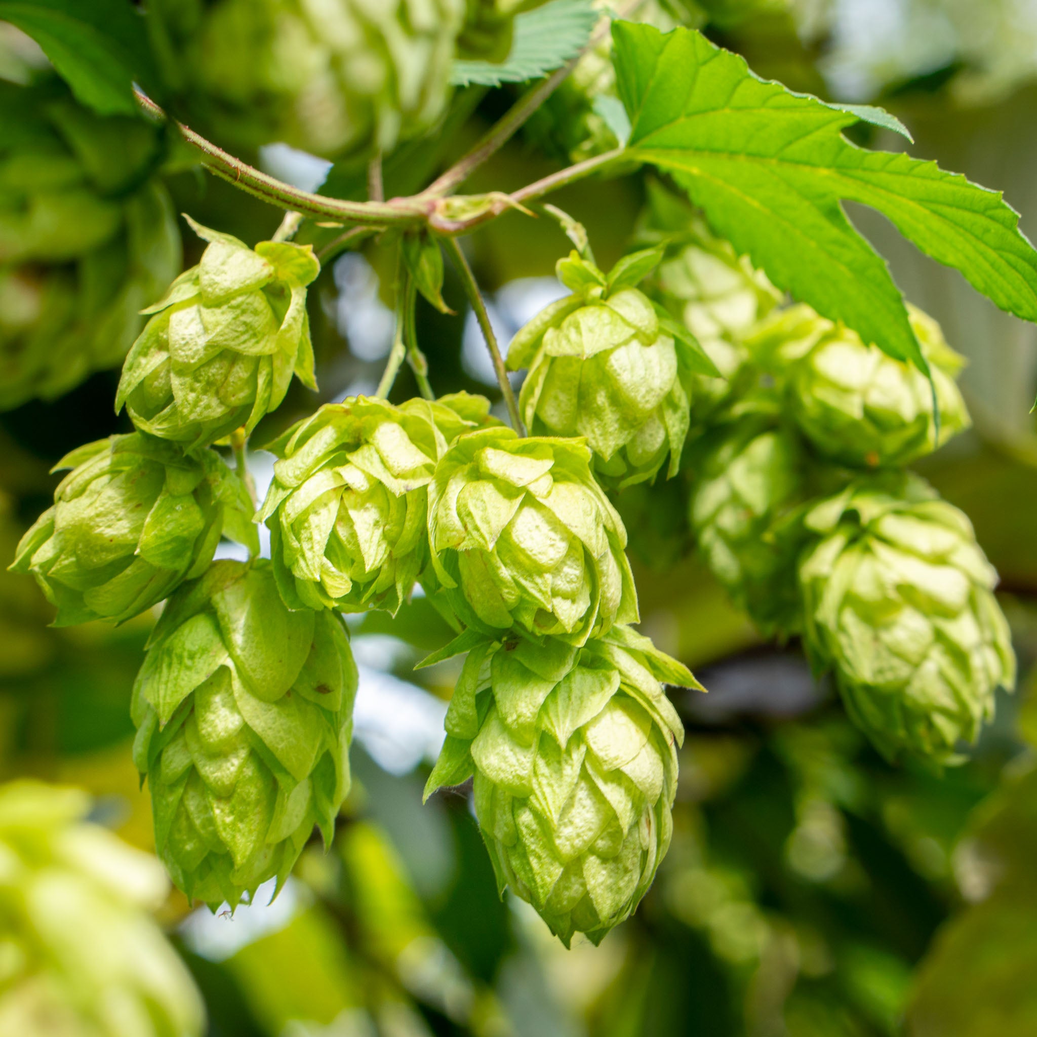 Aromahopfen 'Opal'
