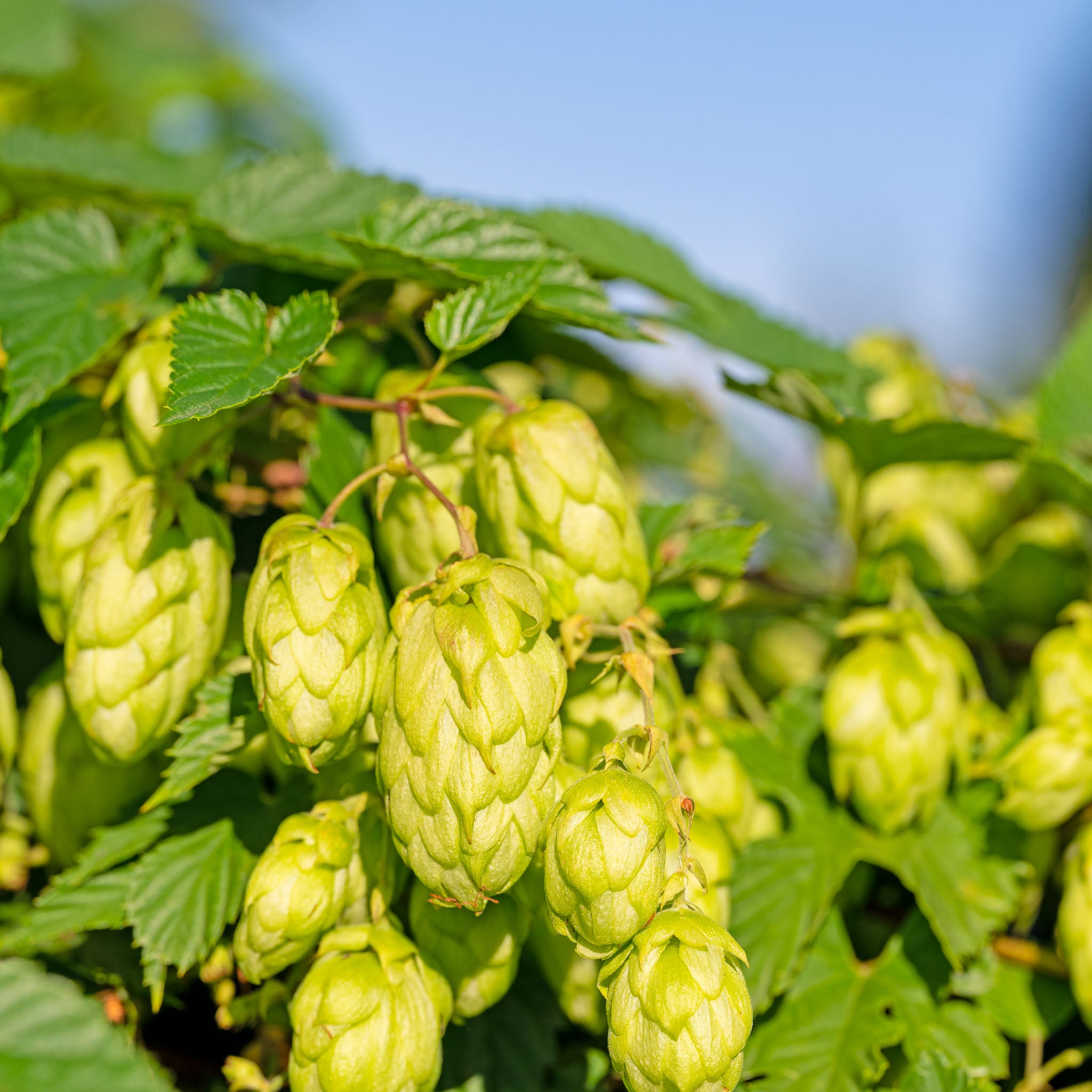 Aromahopfen 'Opal'