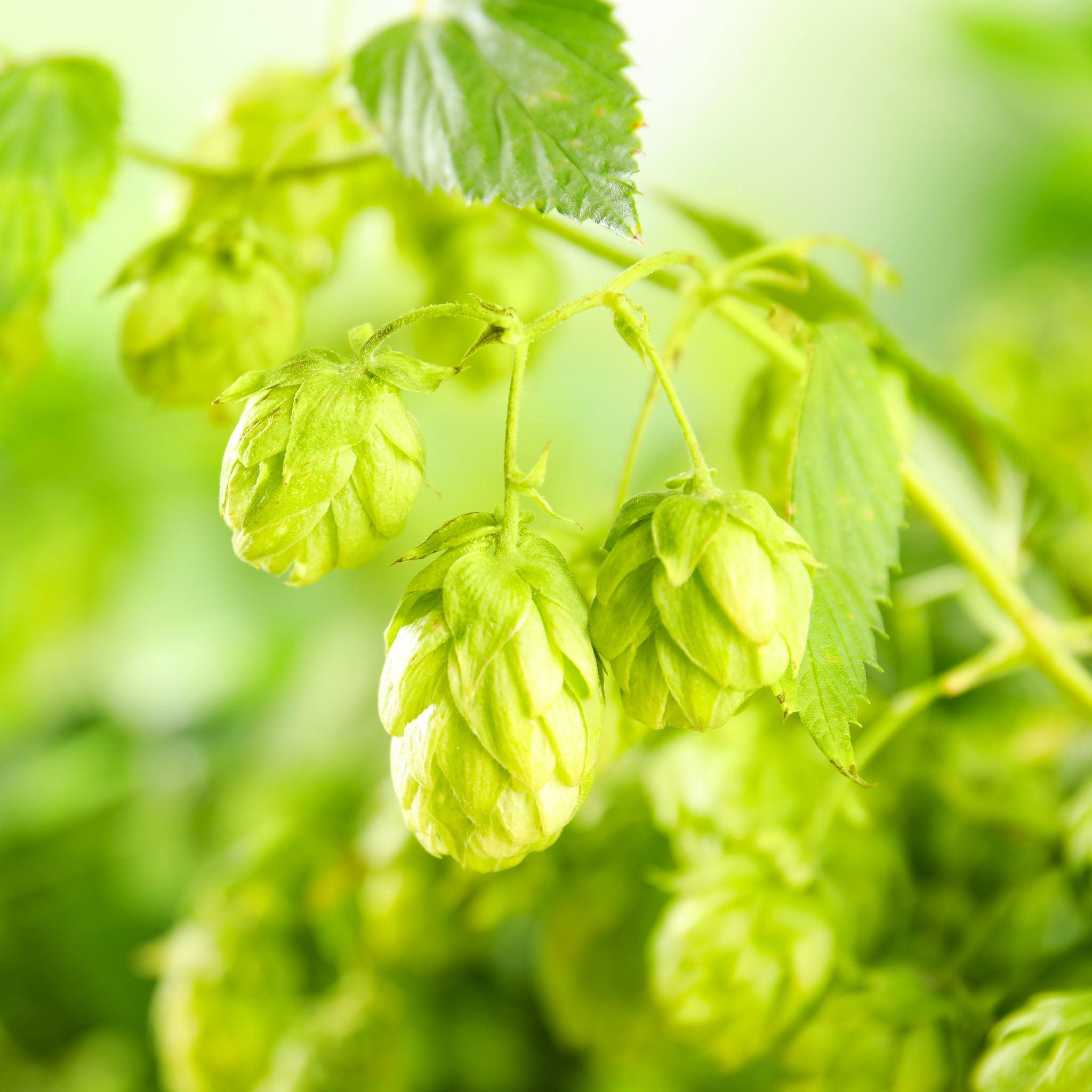 Aromahopfen 'Opal'