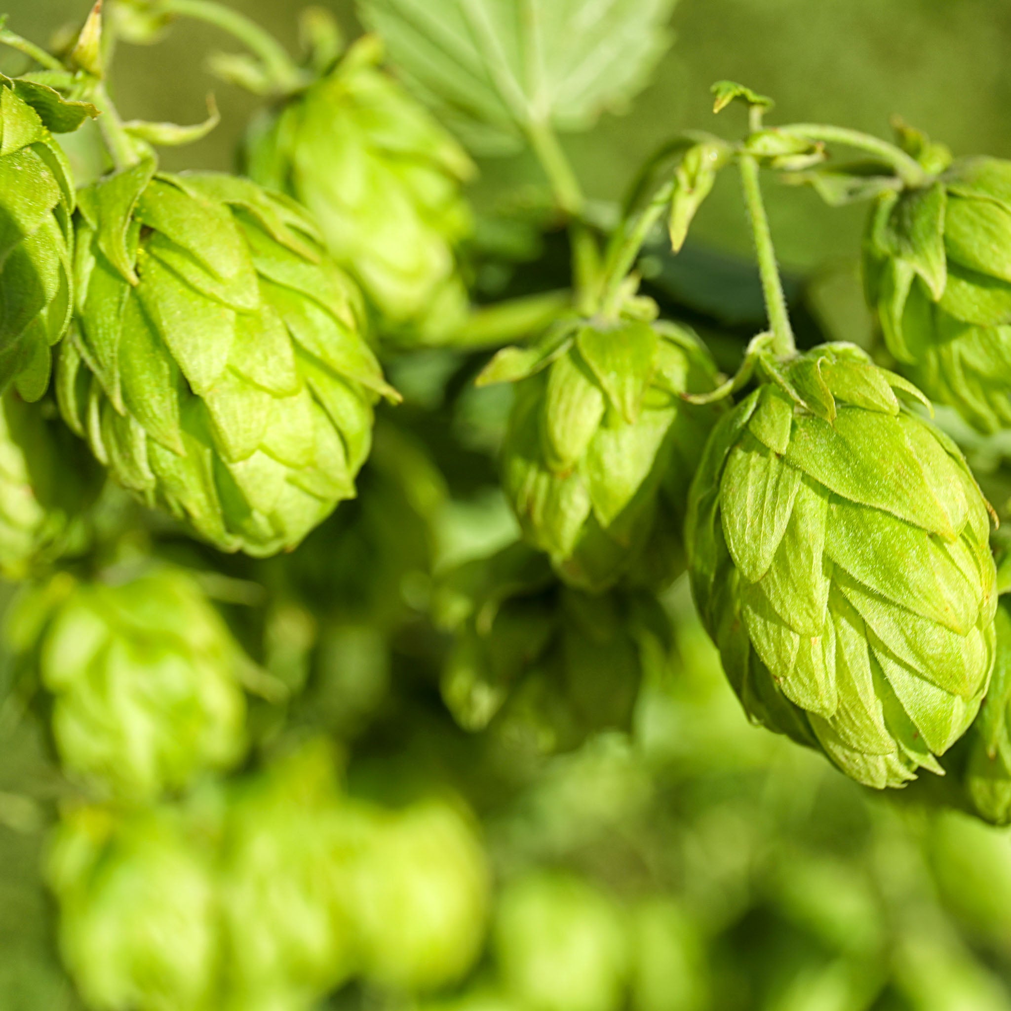 Aromahopfen 'Pure'