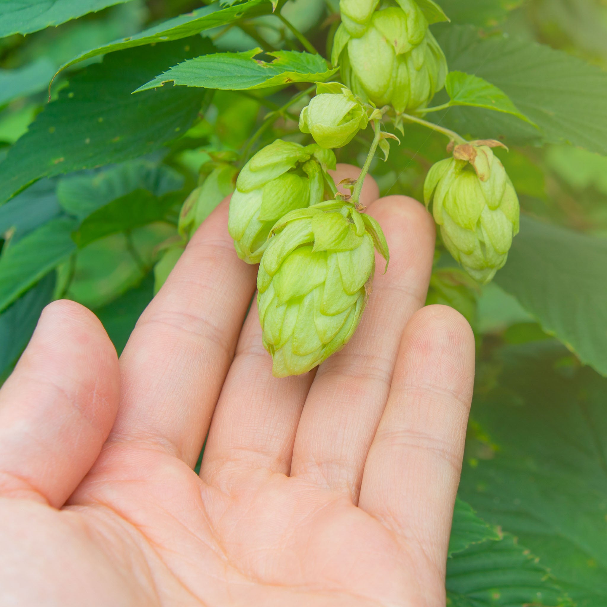 Aromahopfen 'Pure'