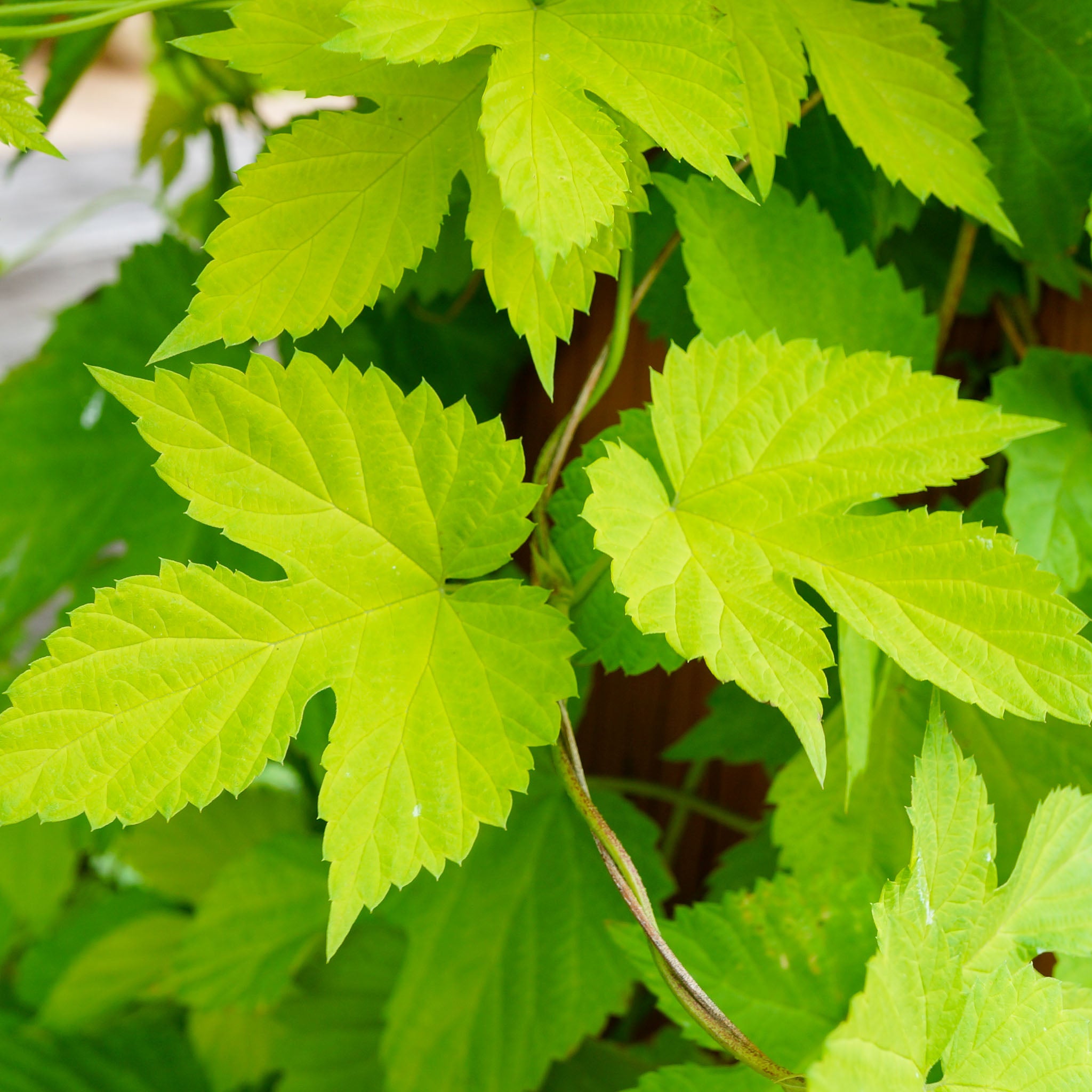 Aromahopfen 'Pure'
