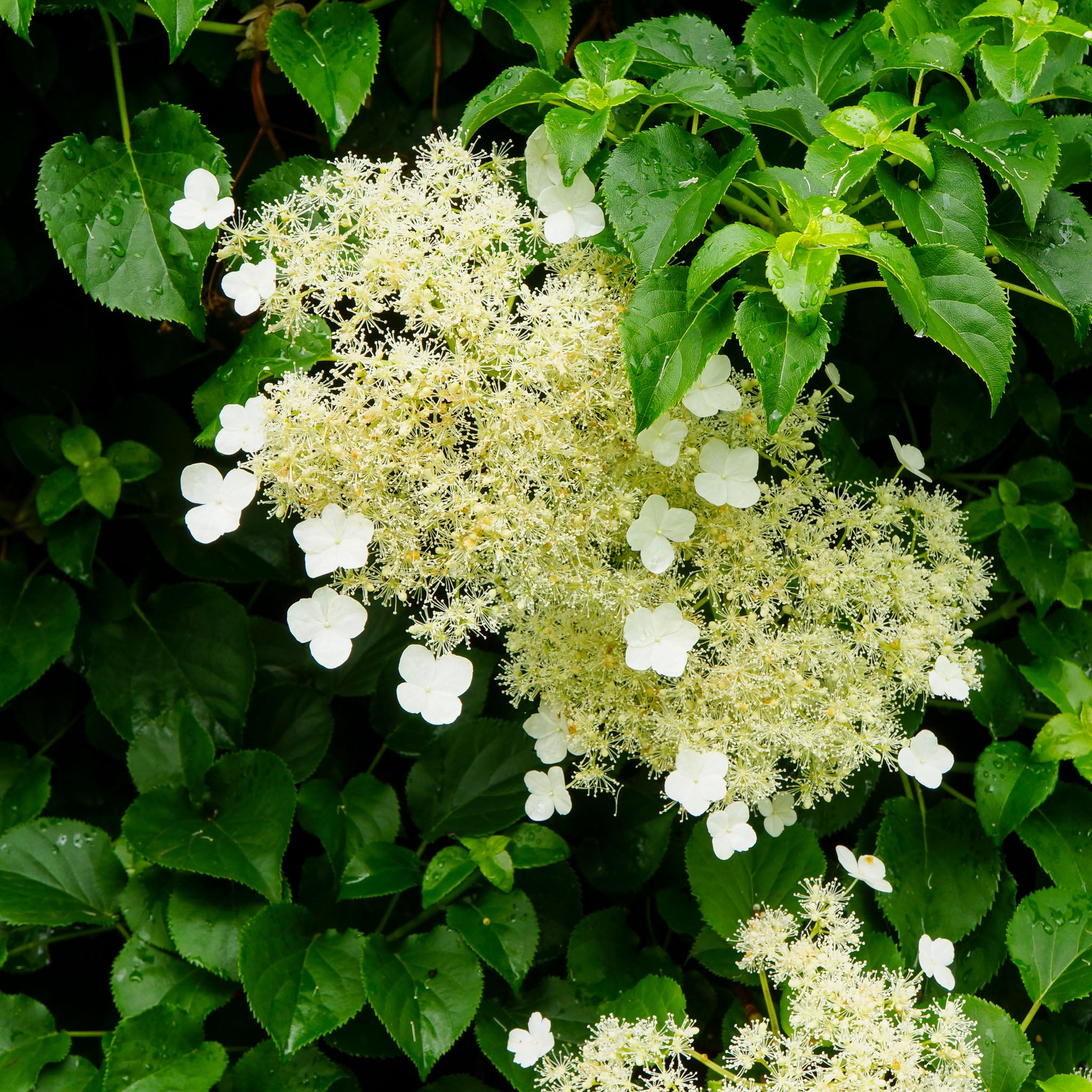 Kletter-Hortensie