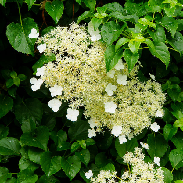 Kletterhortensie