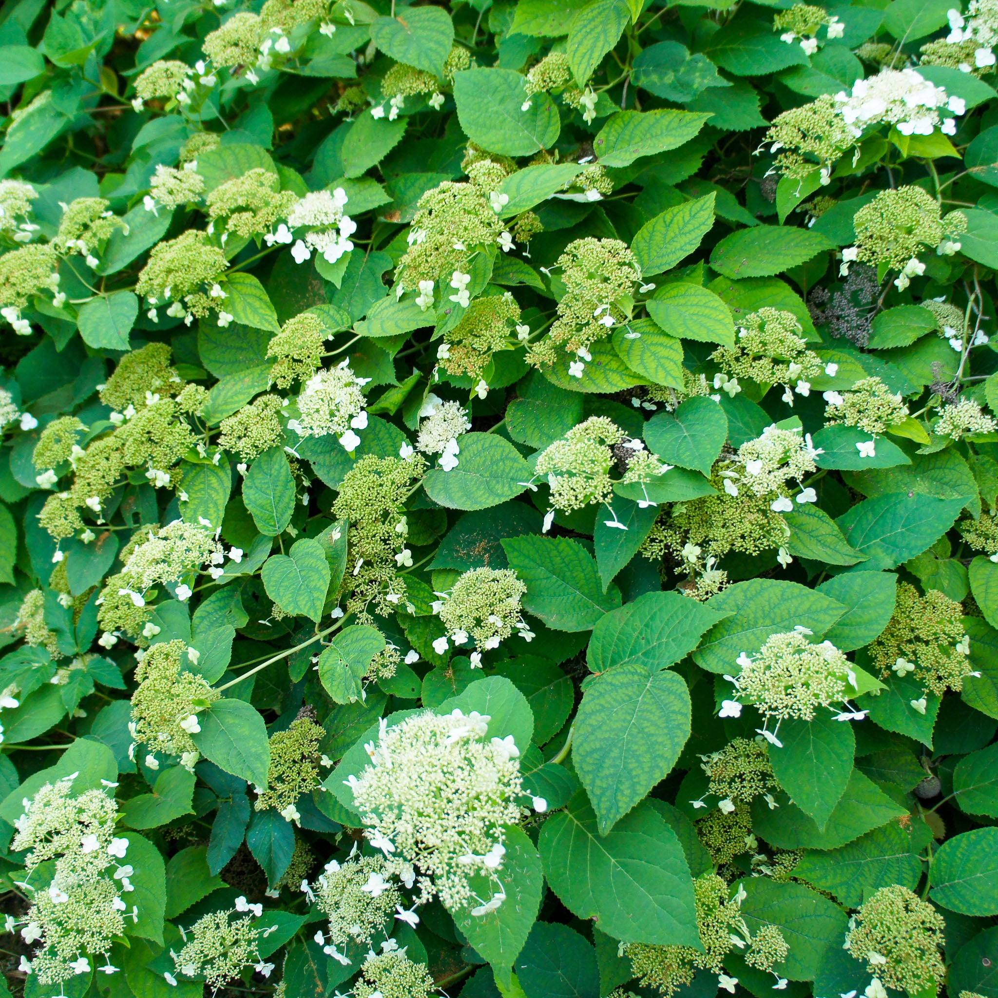 Kletter-Hortensie
