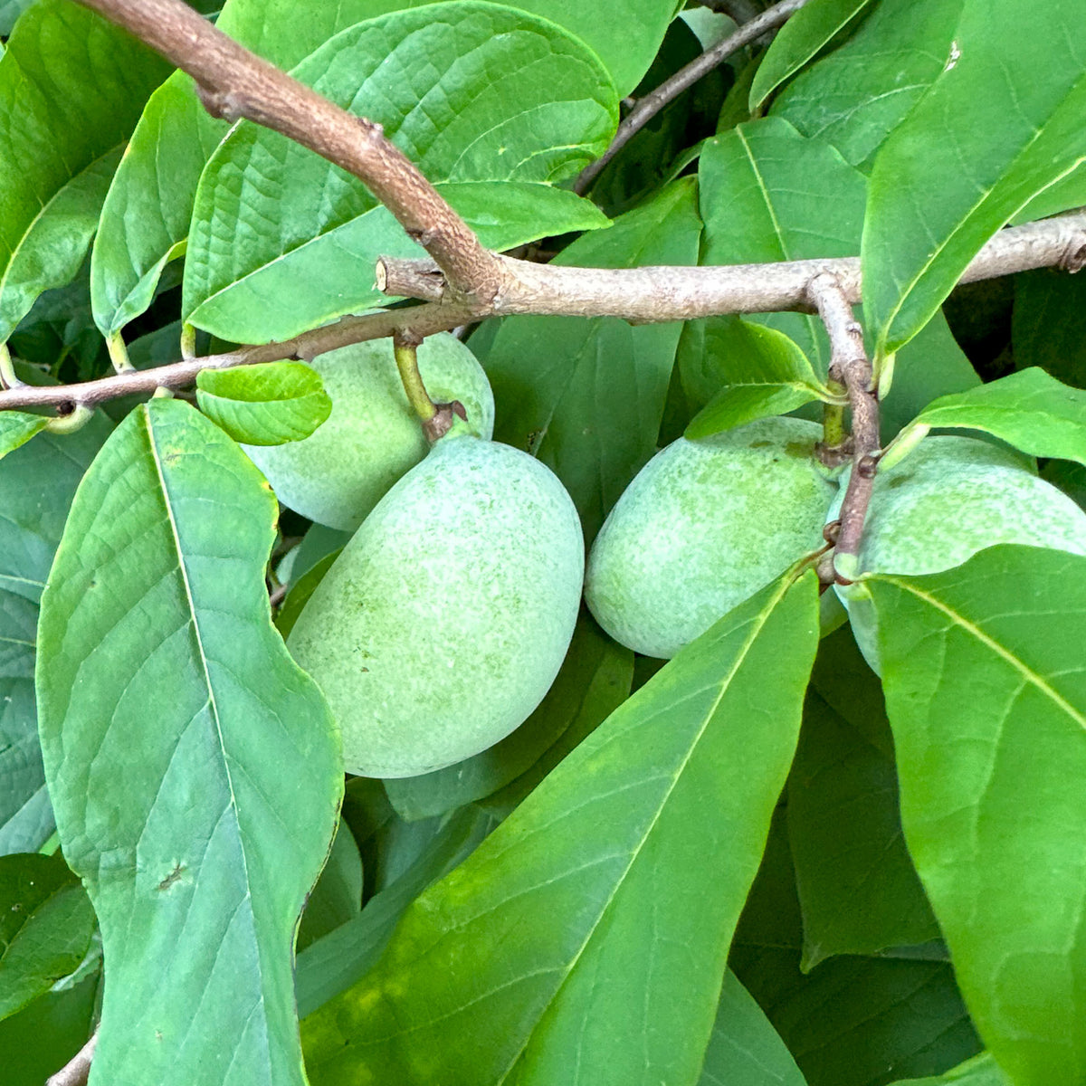 Pawpaw 'Shenandoah'