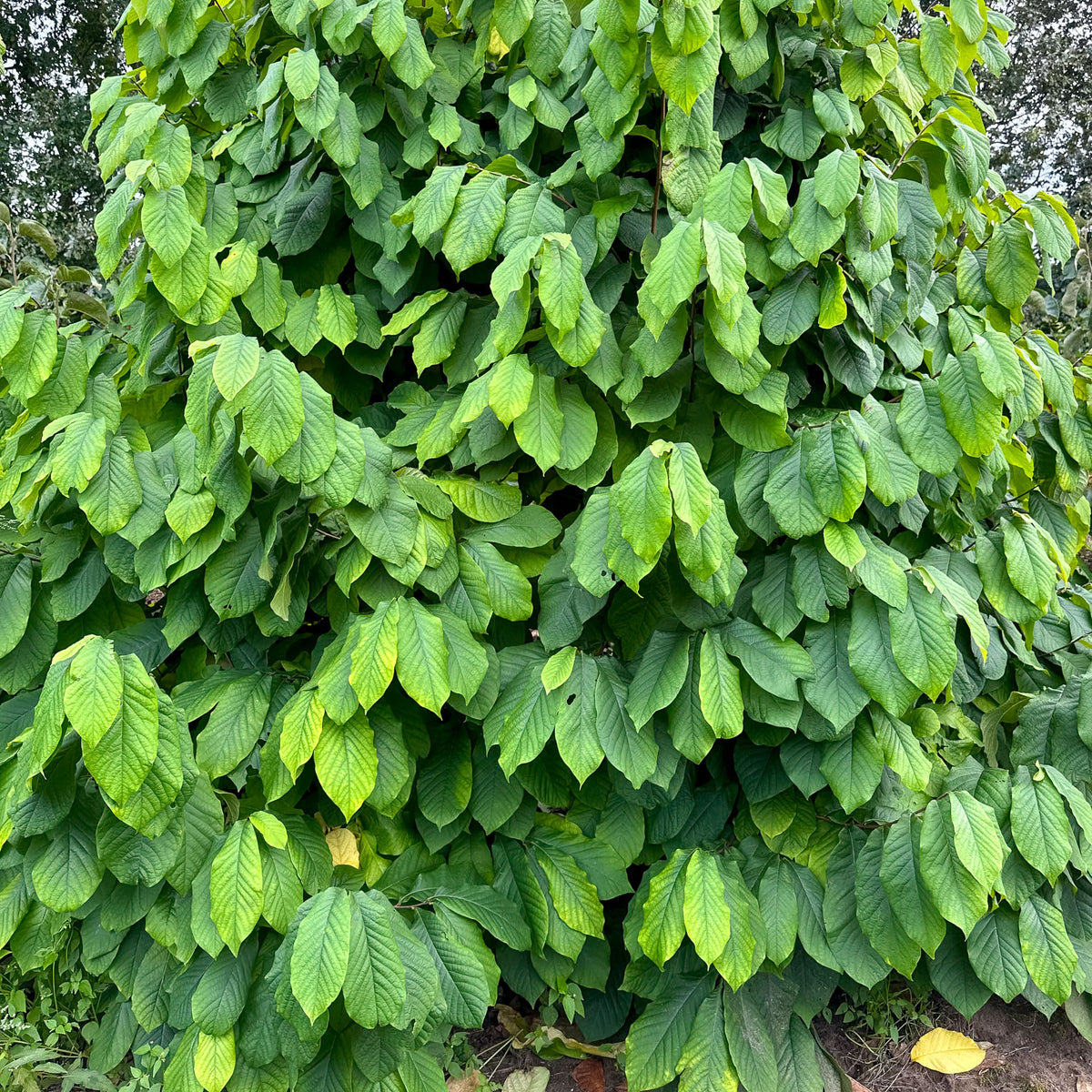 Pawpaw 'Shenandoah'