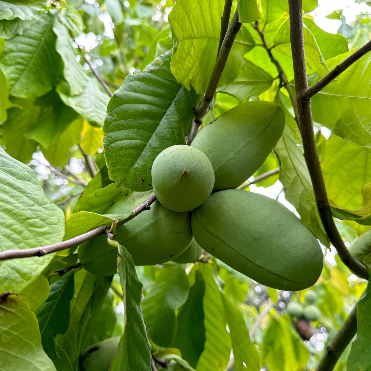 Pawpaw 'KSU-Atwood'