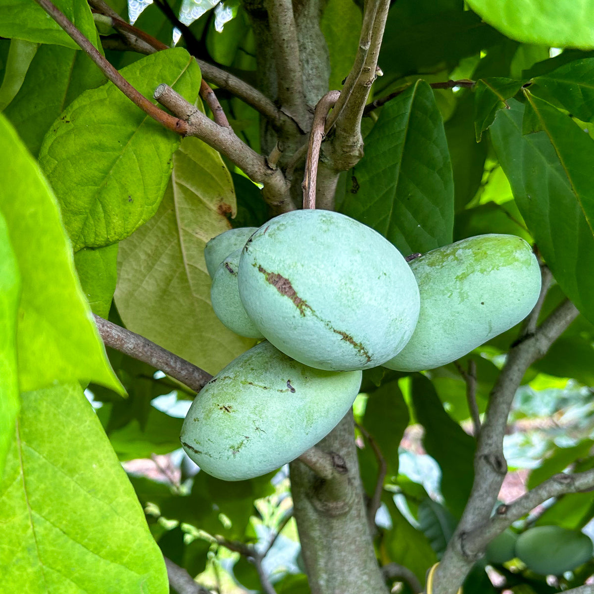 Pawpaw 'Tropical Treat'