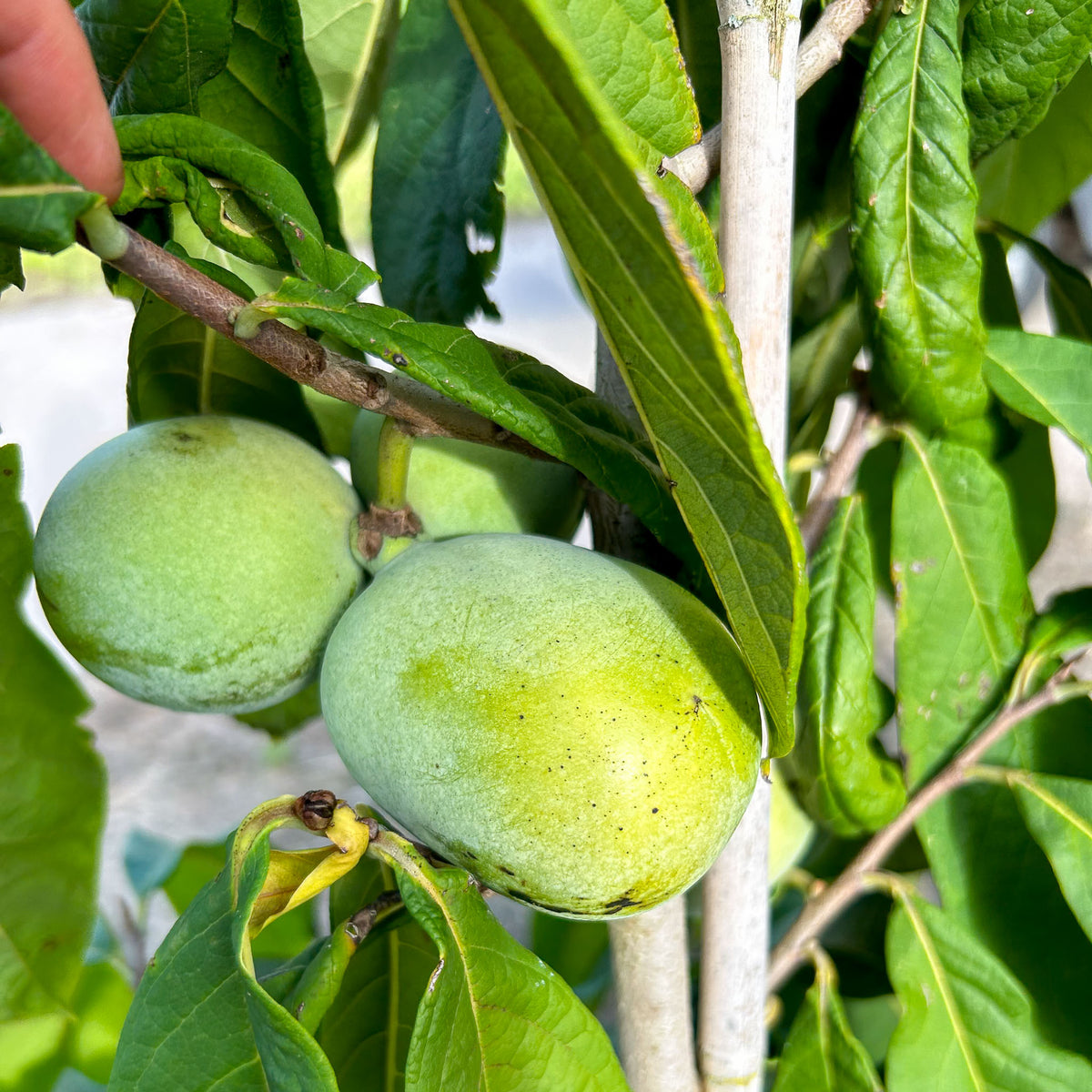 Pawpaw 'Shenandoah'