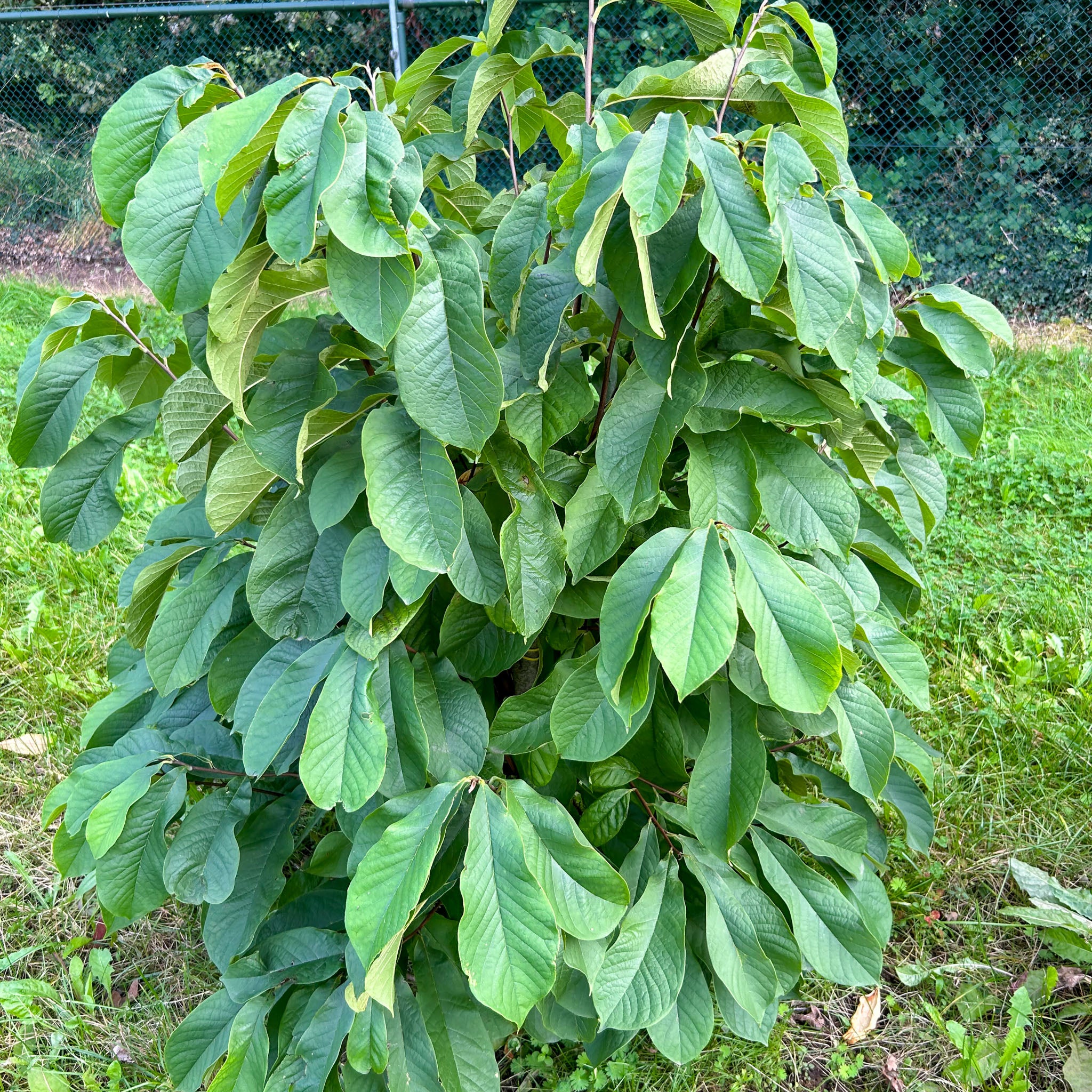 Pawpaw 'Tallahatchie'