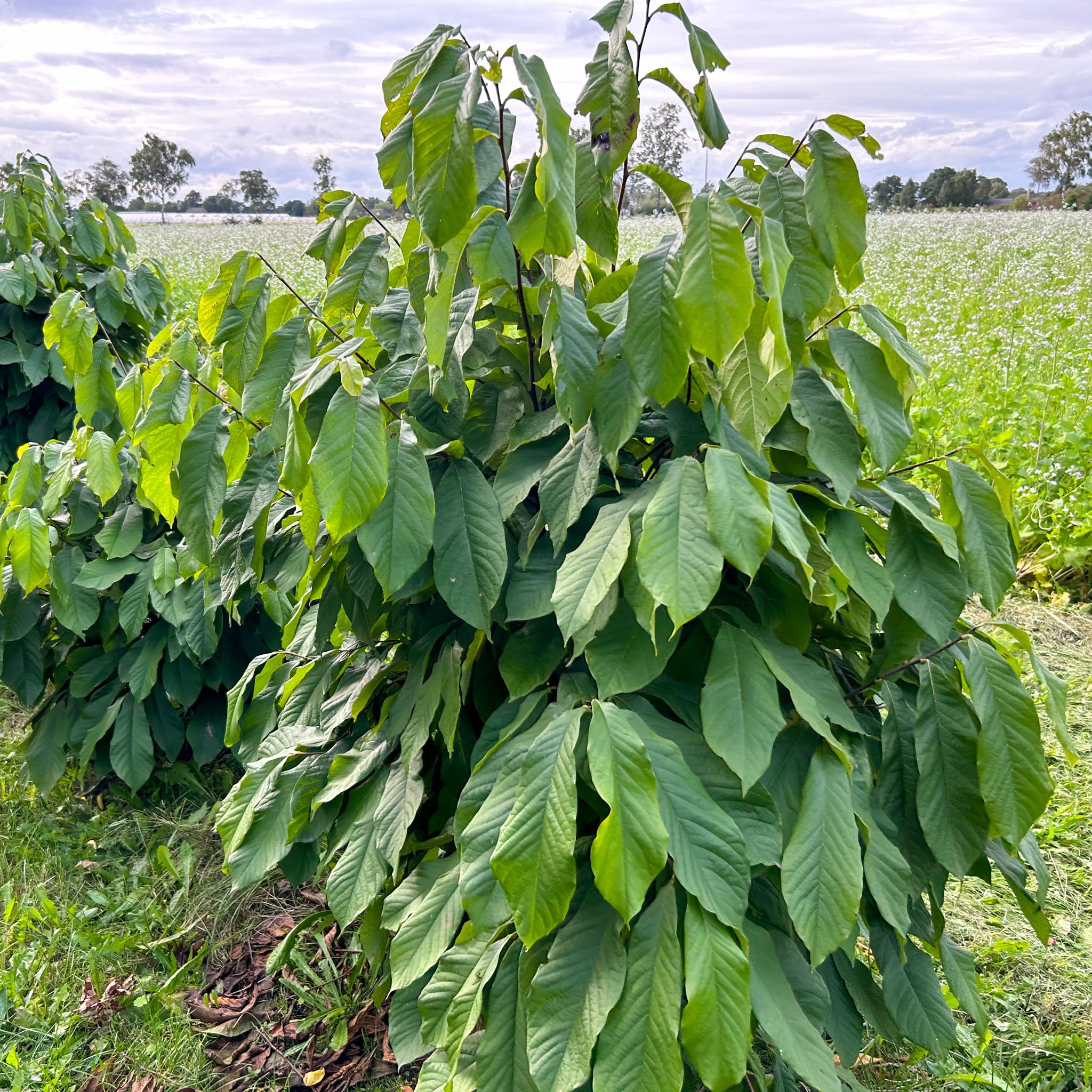 Pawpaw 'Prima 1216'