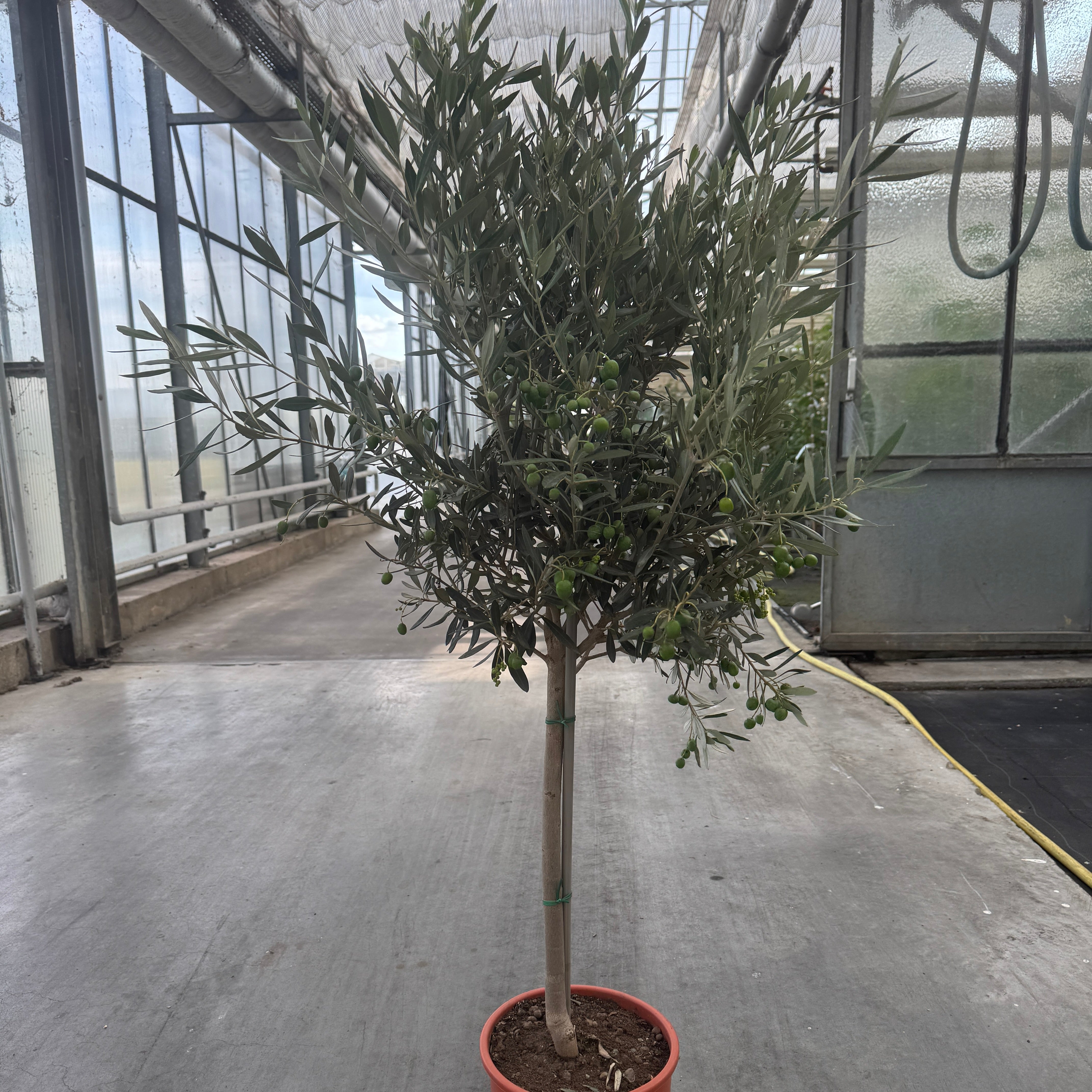 Olivenbaum Stämmchen L
