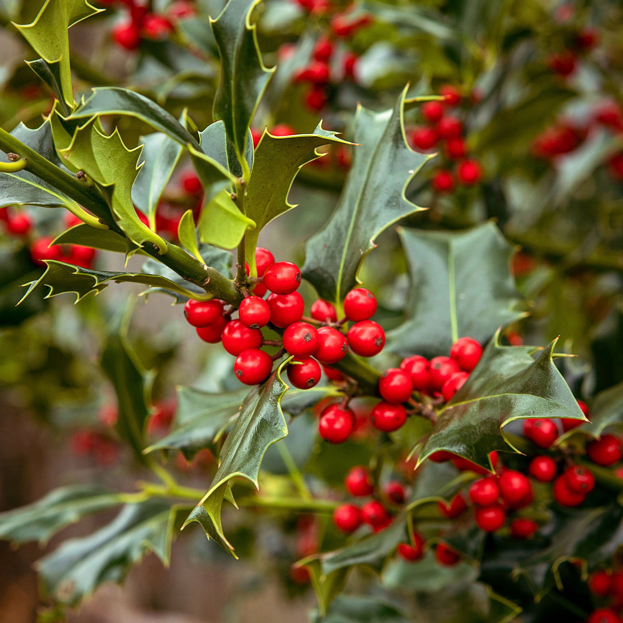 Stechpalme Ilex - Solitärstrauch