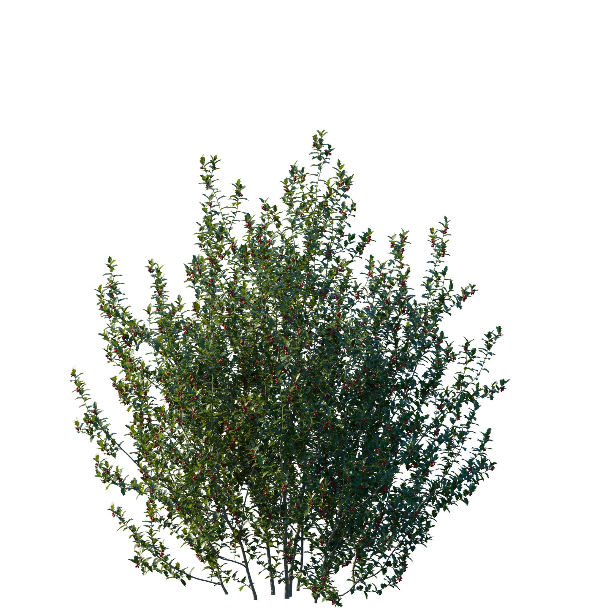 Stechpalme Ilex - Solitärstrauch