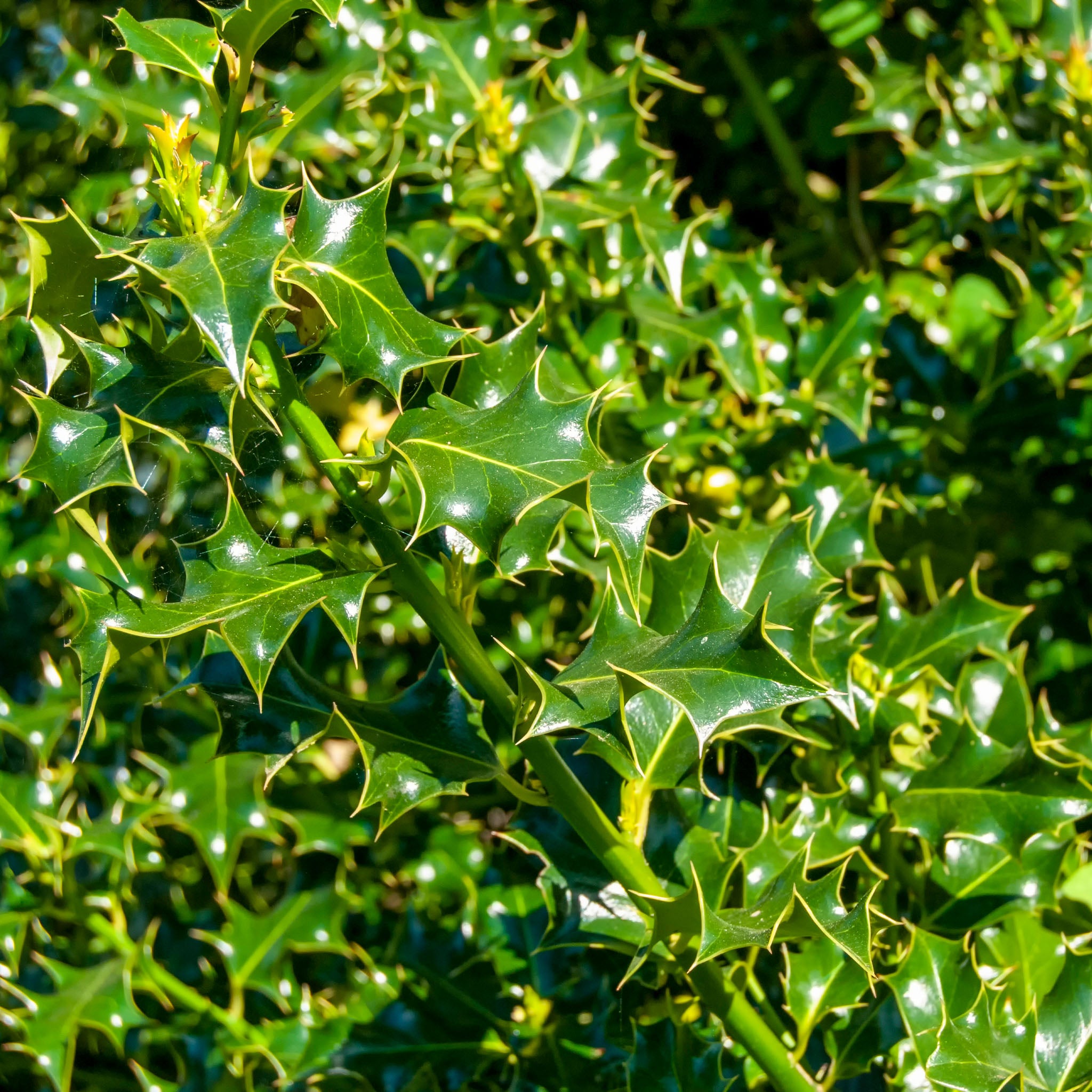 Stechpalme Ilex - Solitärstrauch