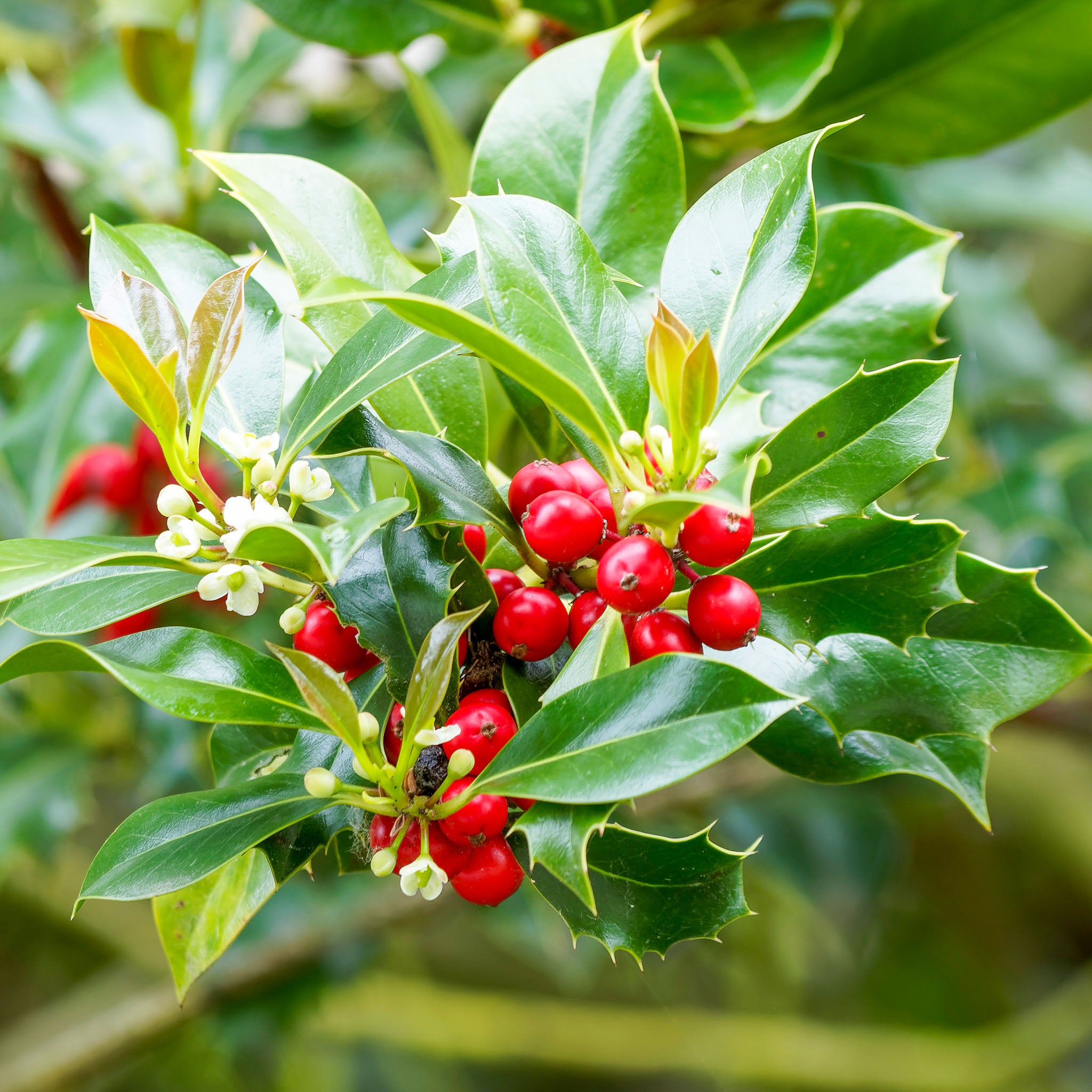 Stechpalme Ilex - Solitärstrauch