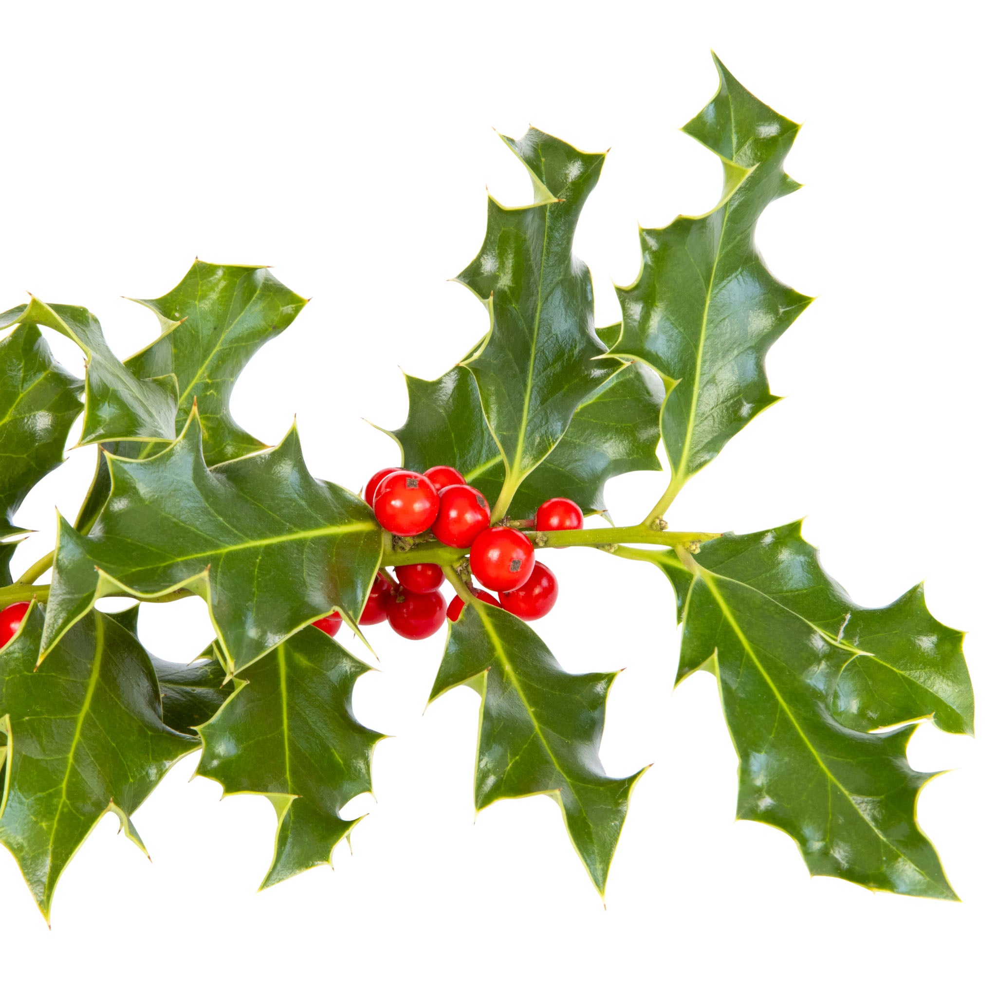 Stechpalme Ilex - Solitärstrauch
