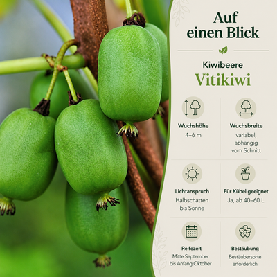 Kiwibeere 'Vitikiwi®'