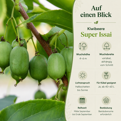 Kiwibeere 'Super Issai'