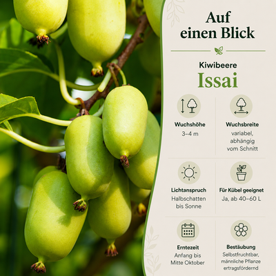 Kiwibeere 'Issai'
