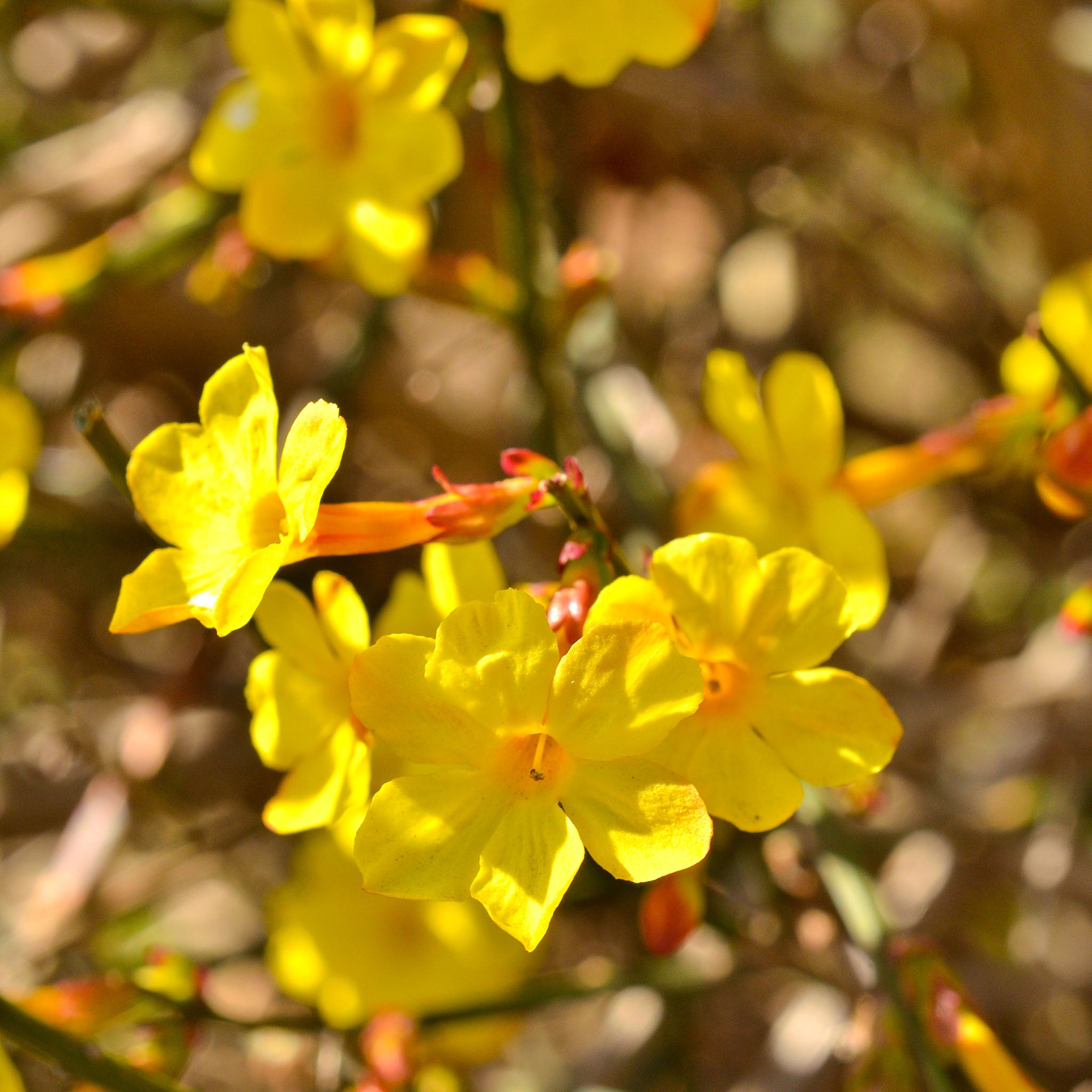 Winterjasmin