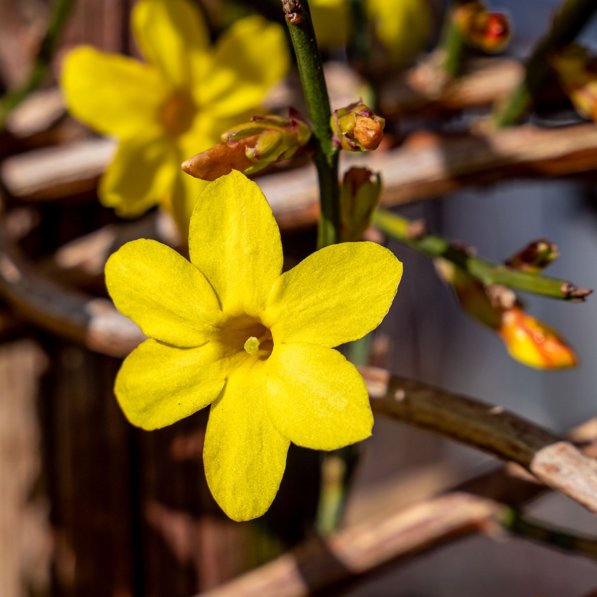 Winterjasmin