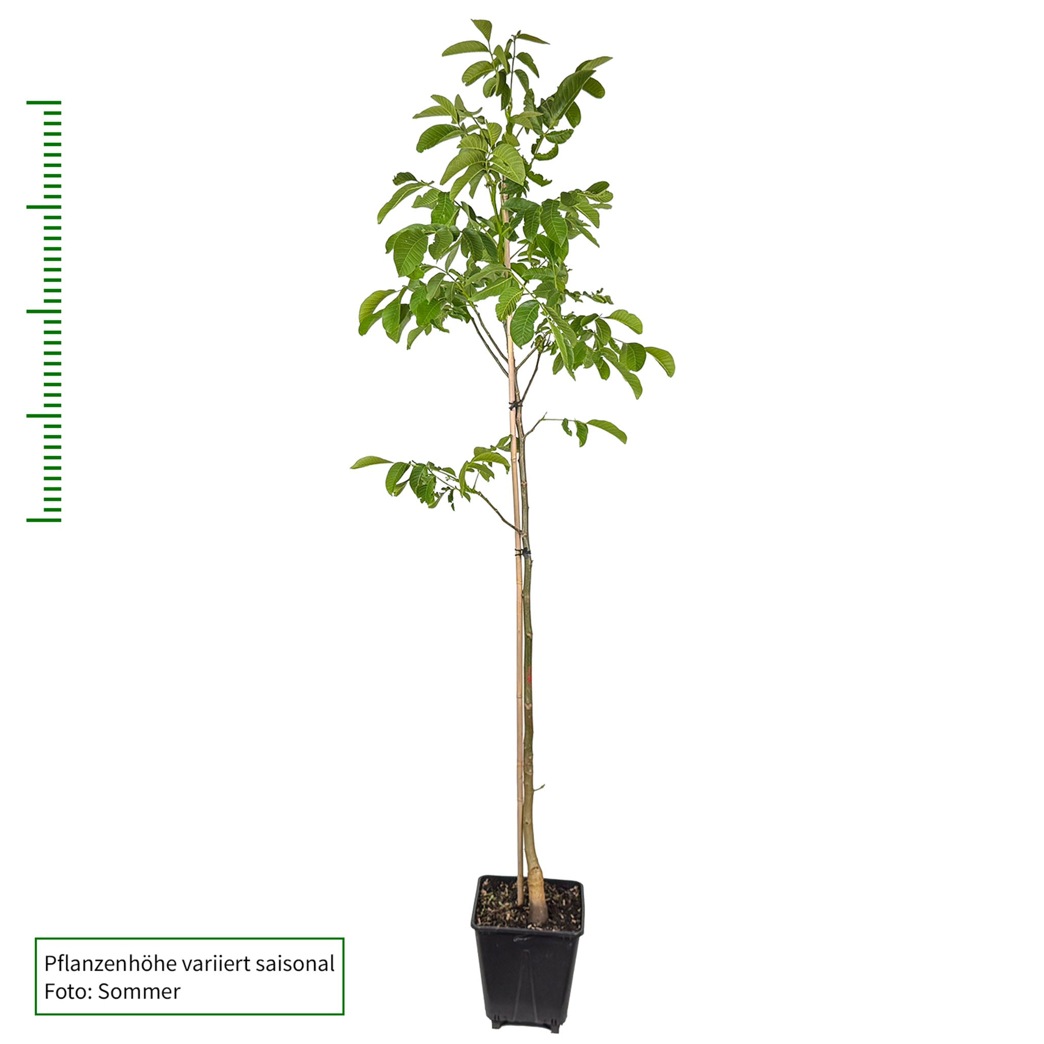 Walnuss 'Fertignac'
