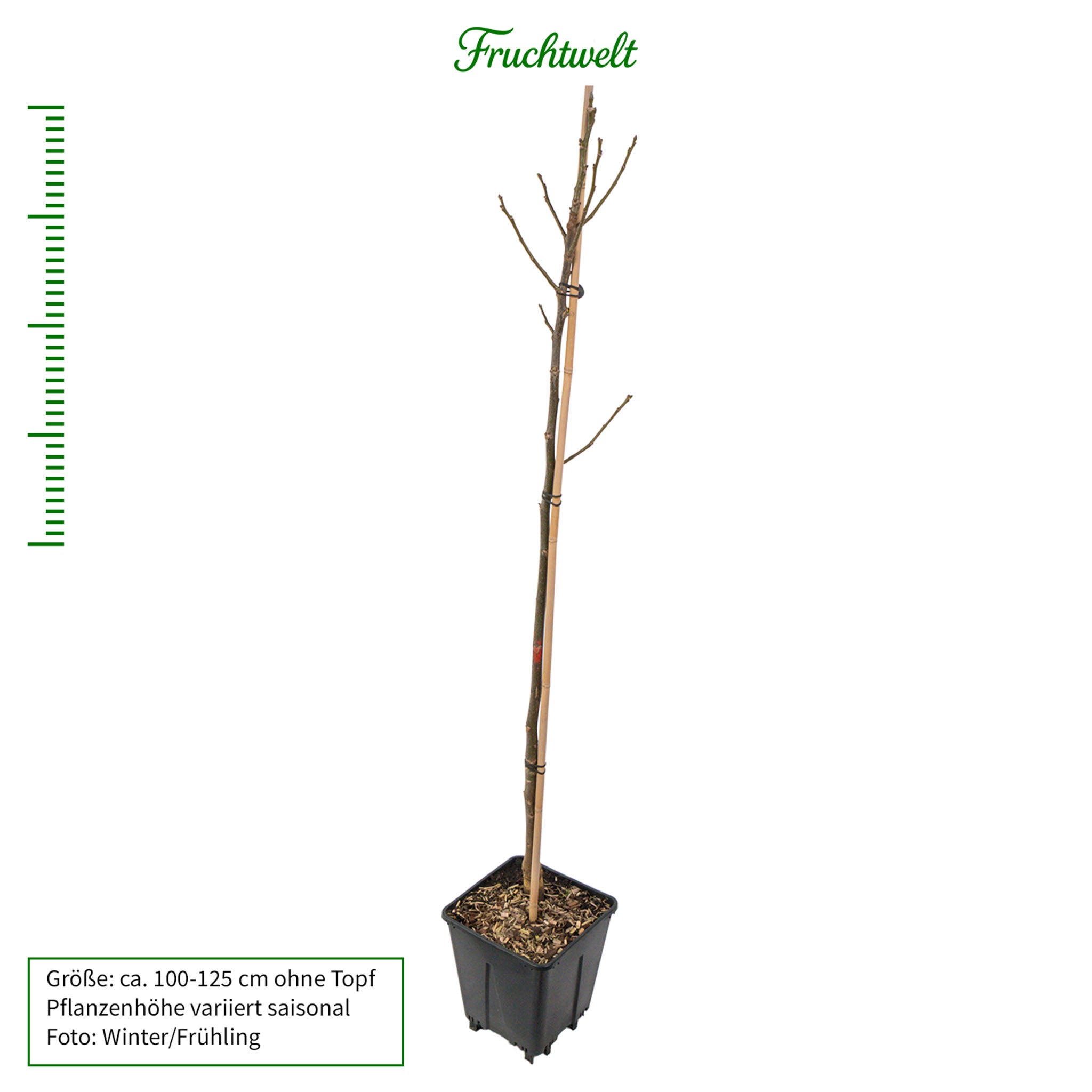 Walnuss 'Fernette®'