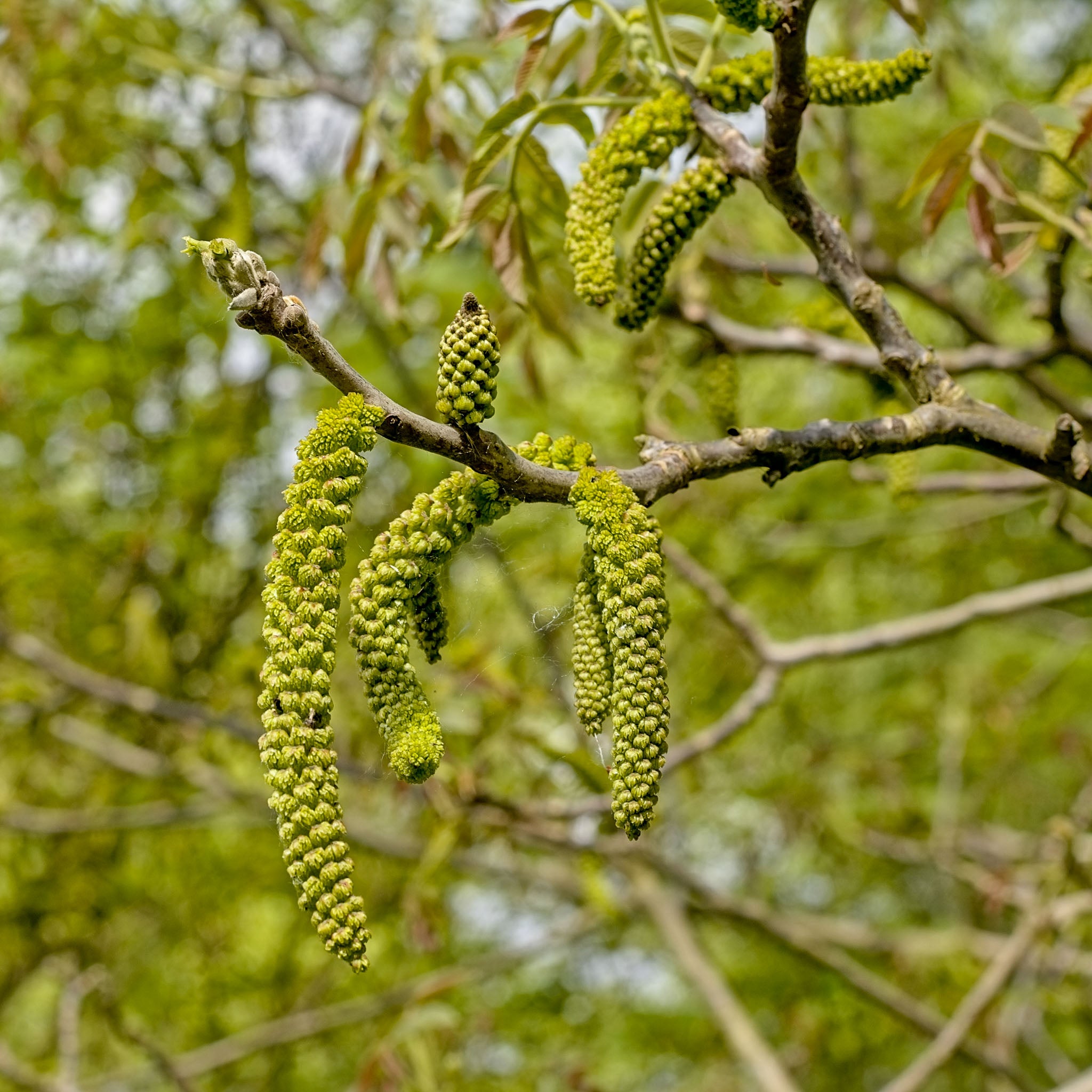 Schwarznuss - Solitärbaum