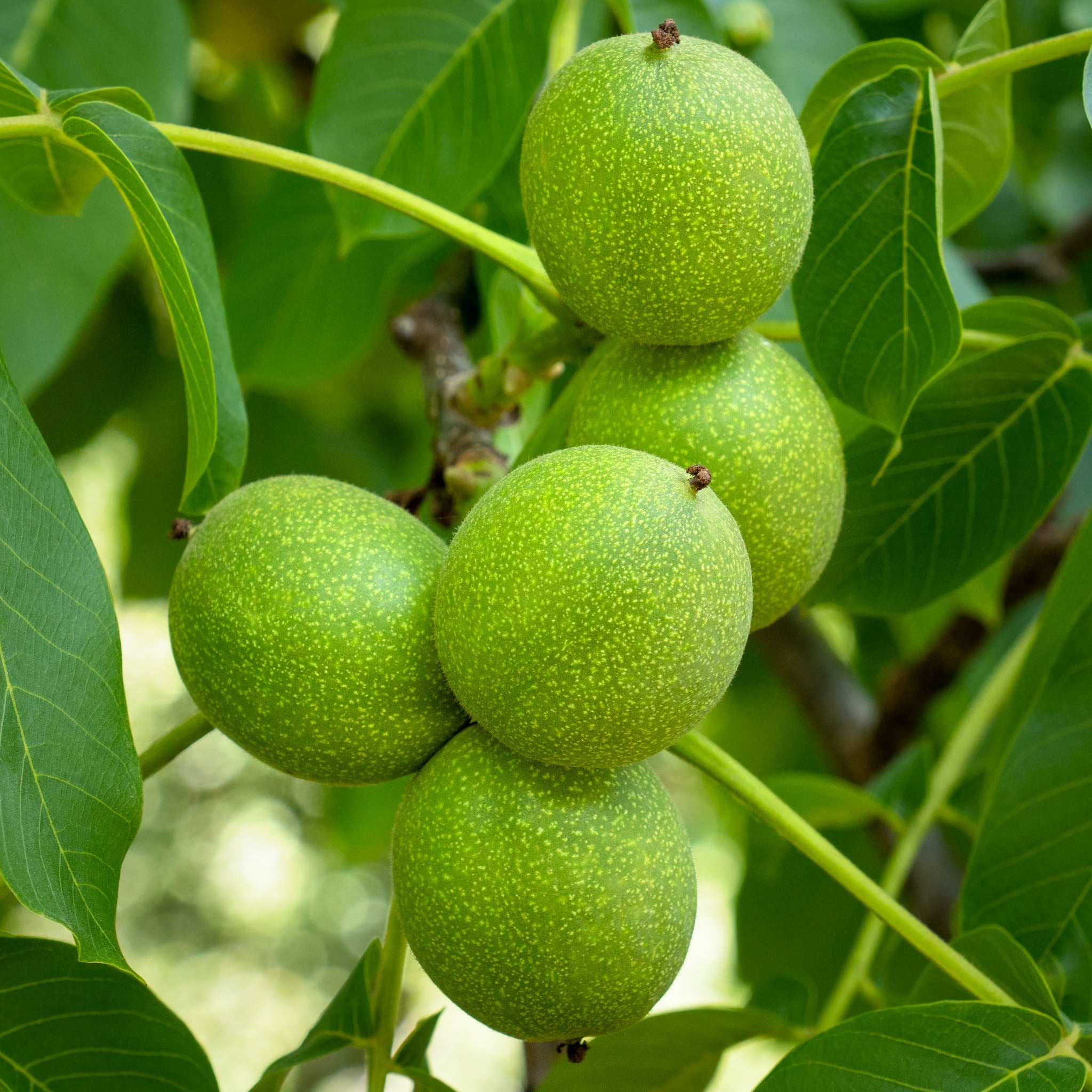 Walnuss 'Europa'